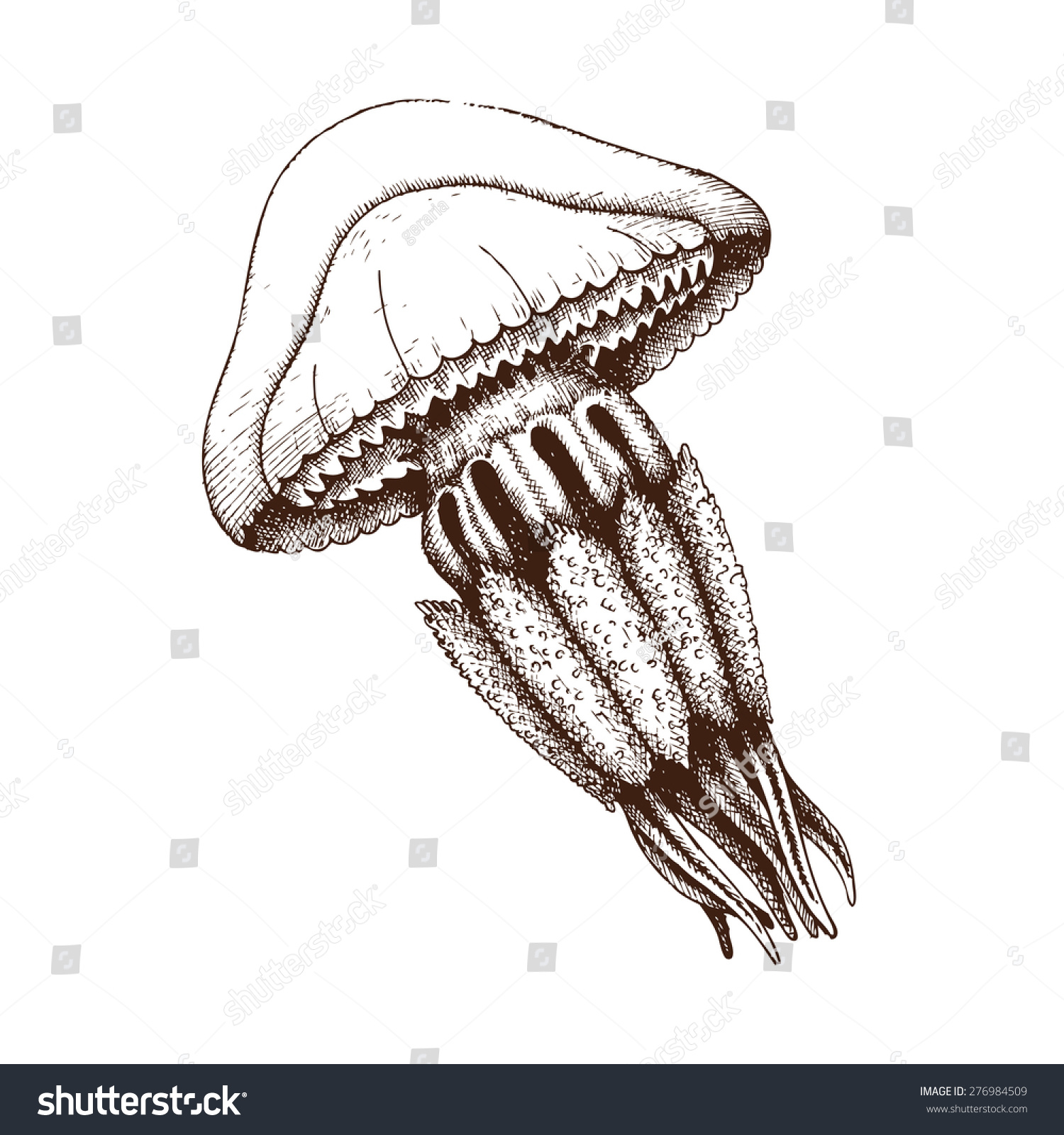 vector sketch of hand drawn jellyfish isolated on white vintage jellyfish illustration