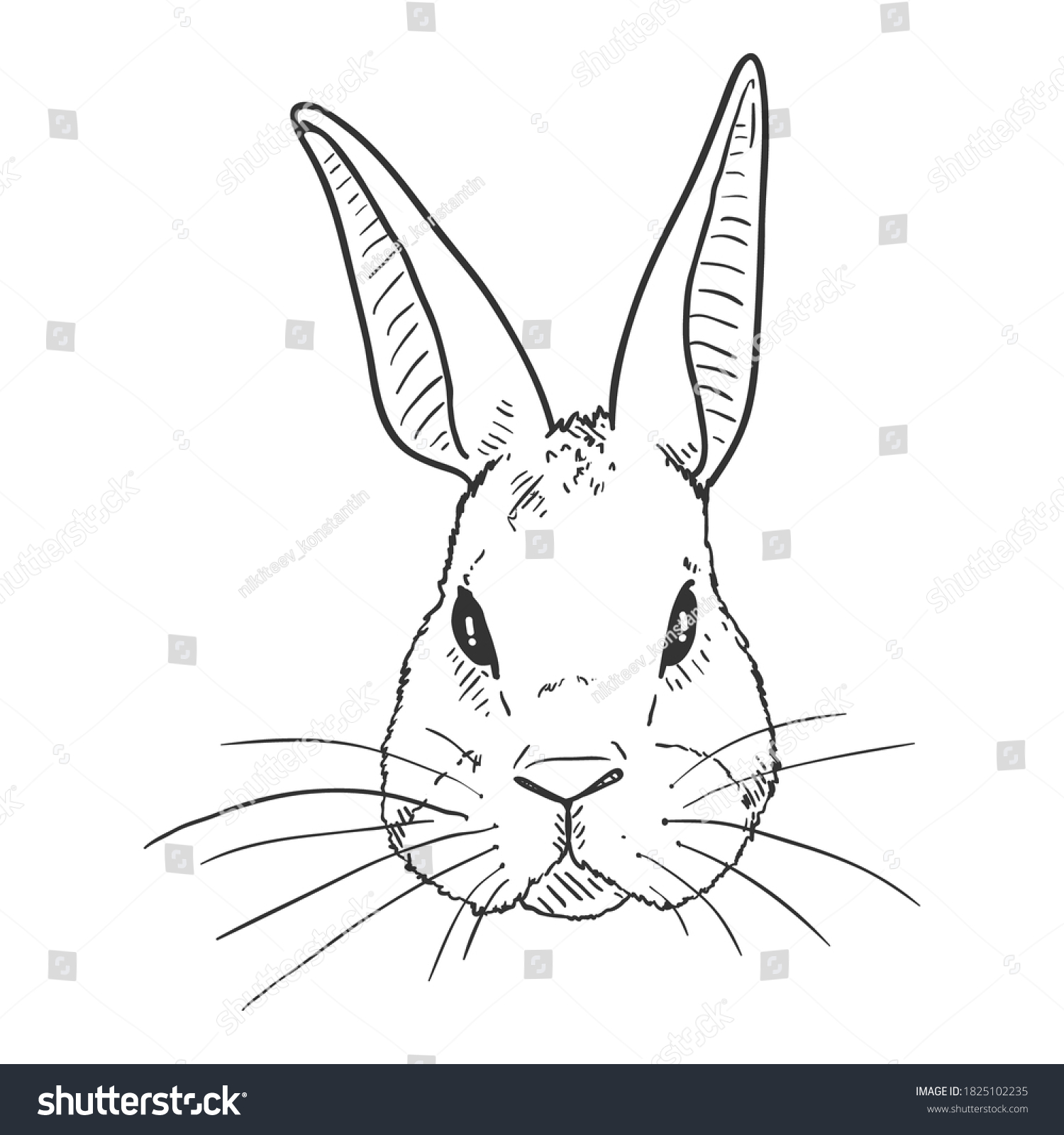 Vector Sketch Rabbit Head Front View Stock Vector (Royalty Free ...