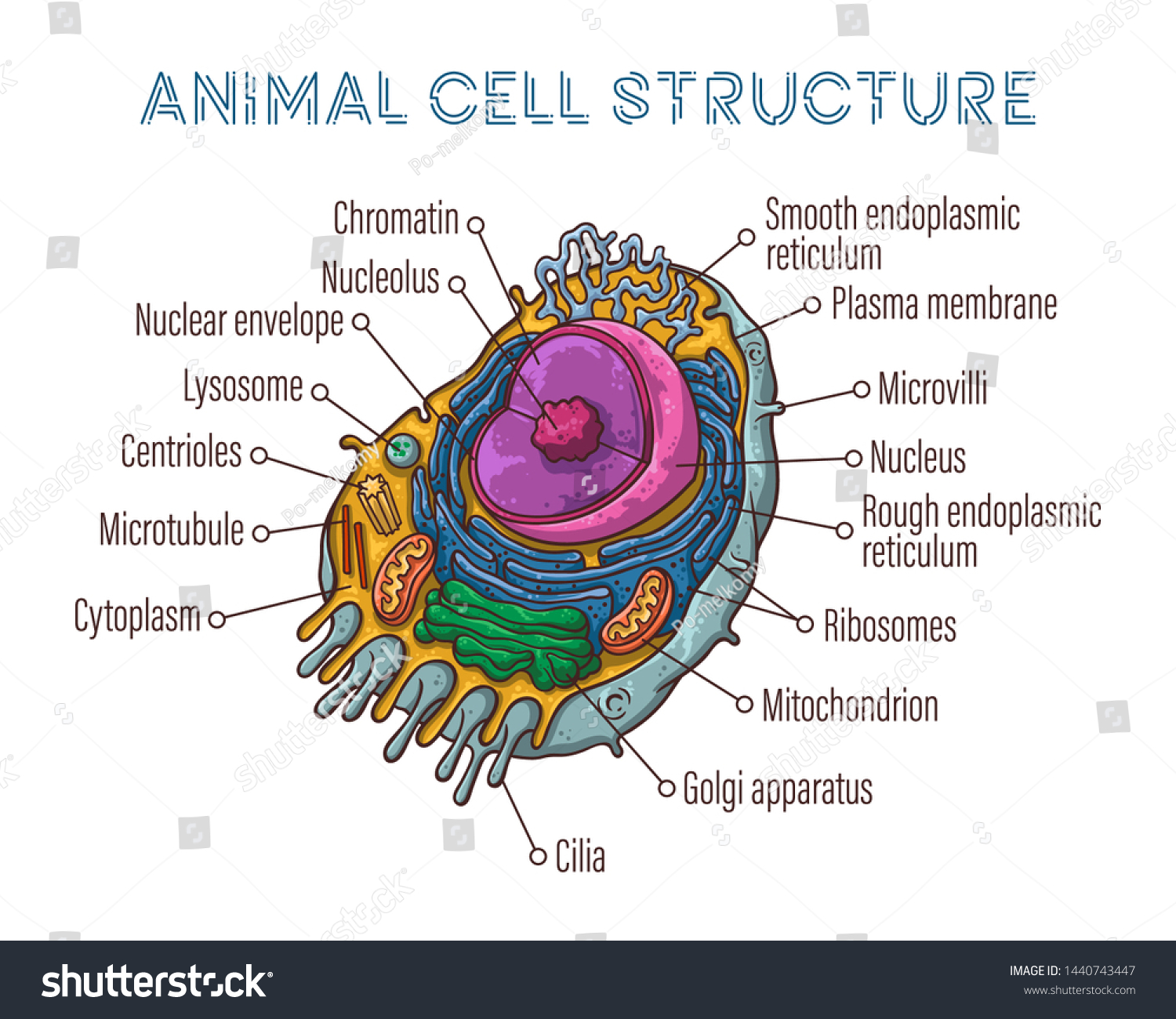 Vector Sketching Illustrations Schematic Structure Animal Stock Vector 