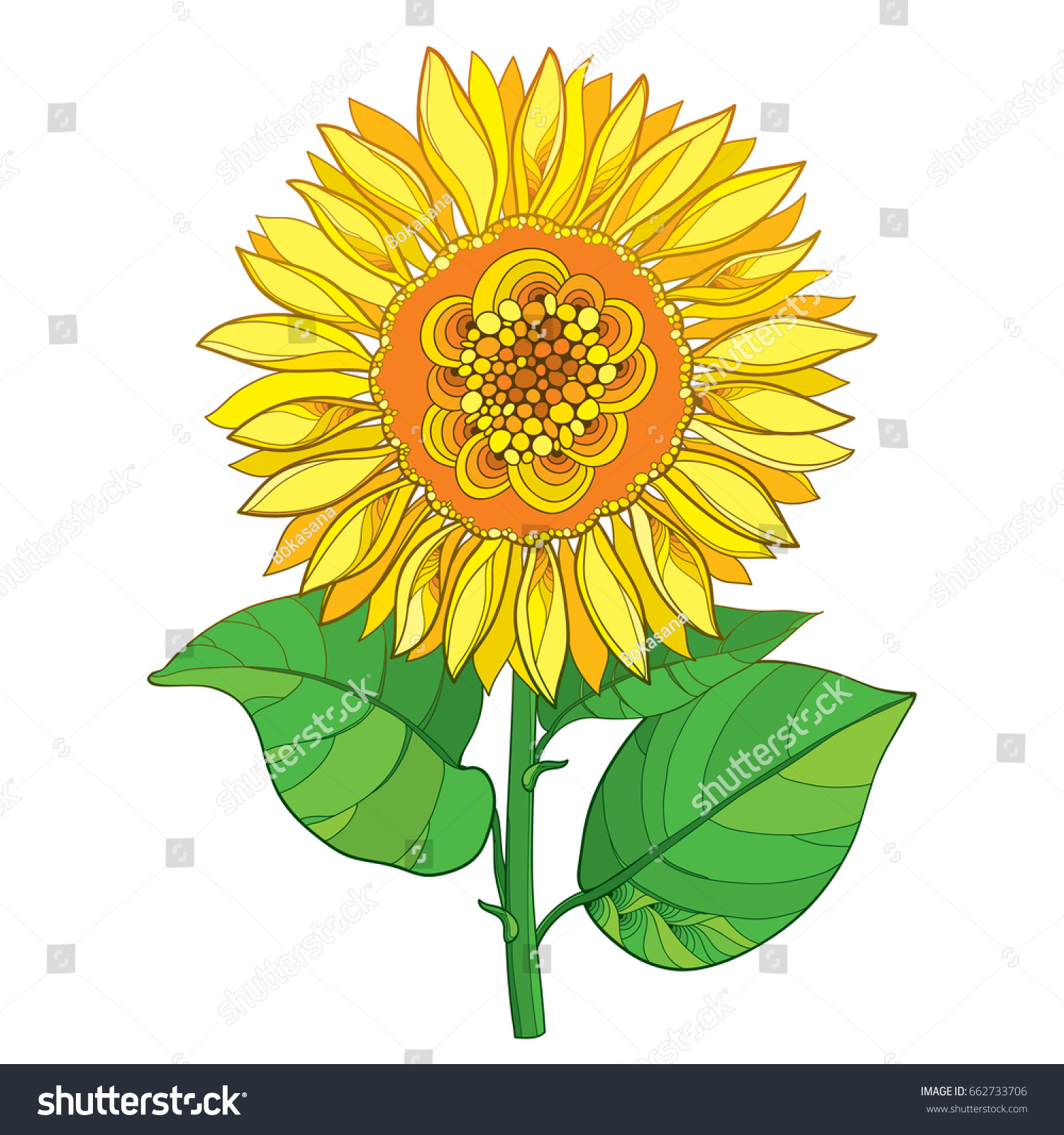 Vector Stem Outline Yellow Sunflower Helianthus Stock ...