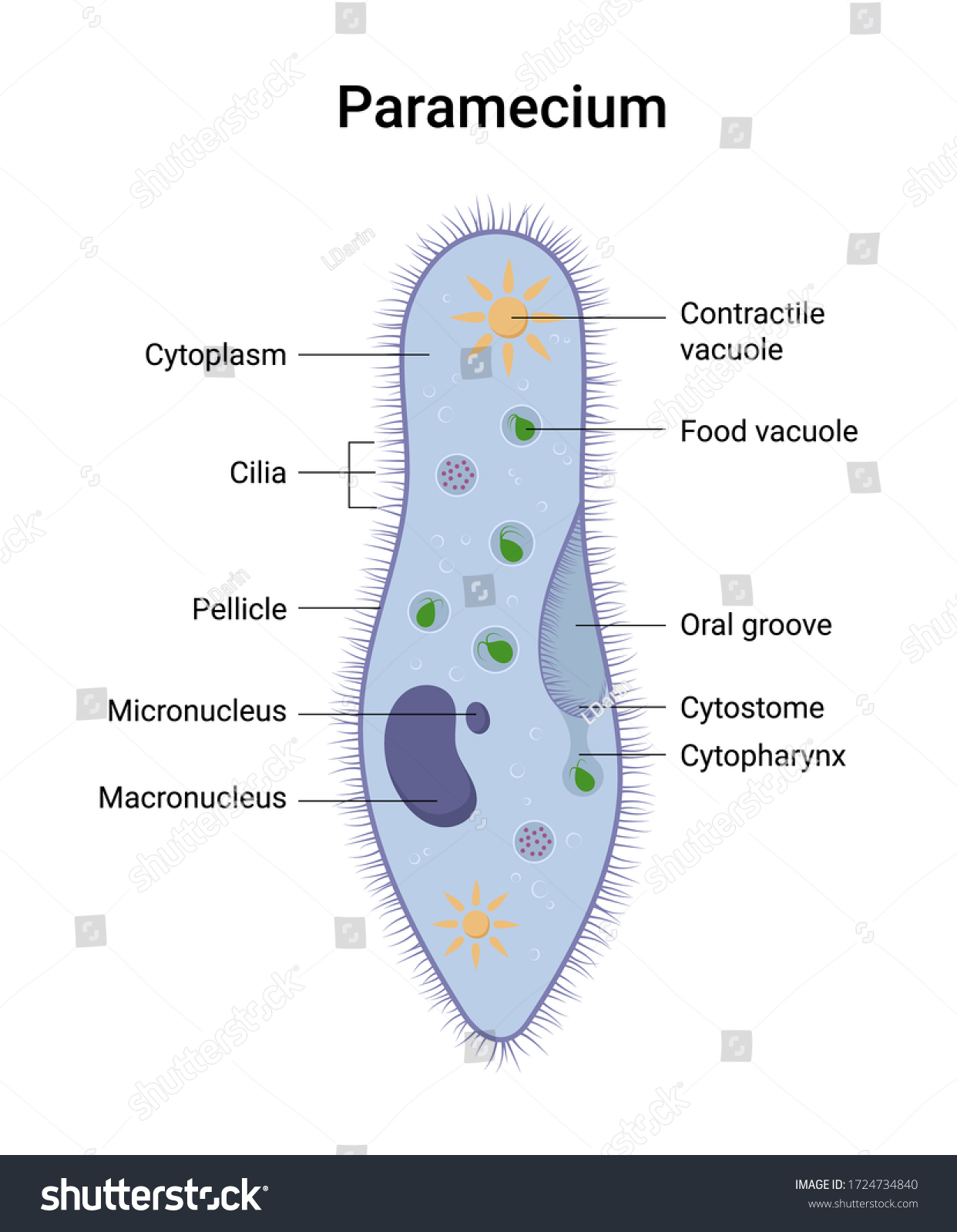 Vector Structure Paramecium Caudatum Educational Illustration Stock ...