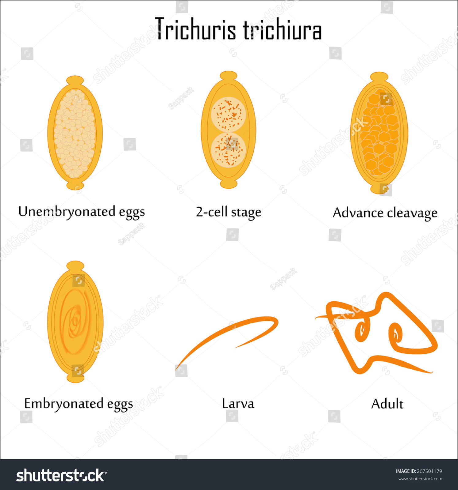 Vector Trichuris Trichiura,The Human Whipworm - 267501179 : Shutterstock