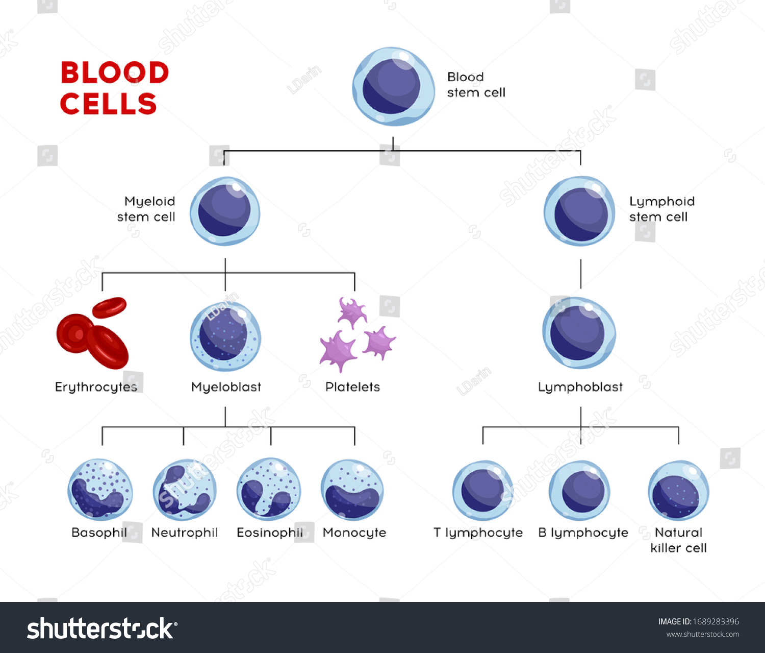 Vector Types Blood Cells Erythrocytes Eosinophil Stock Vector (Royalty ...