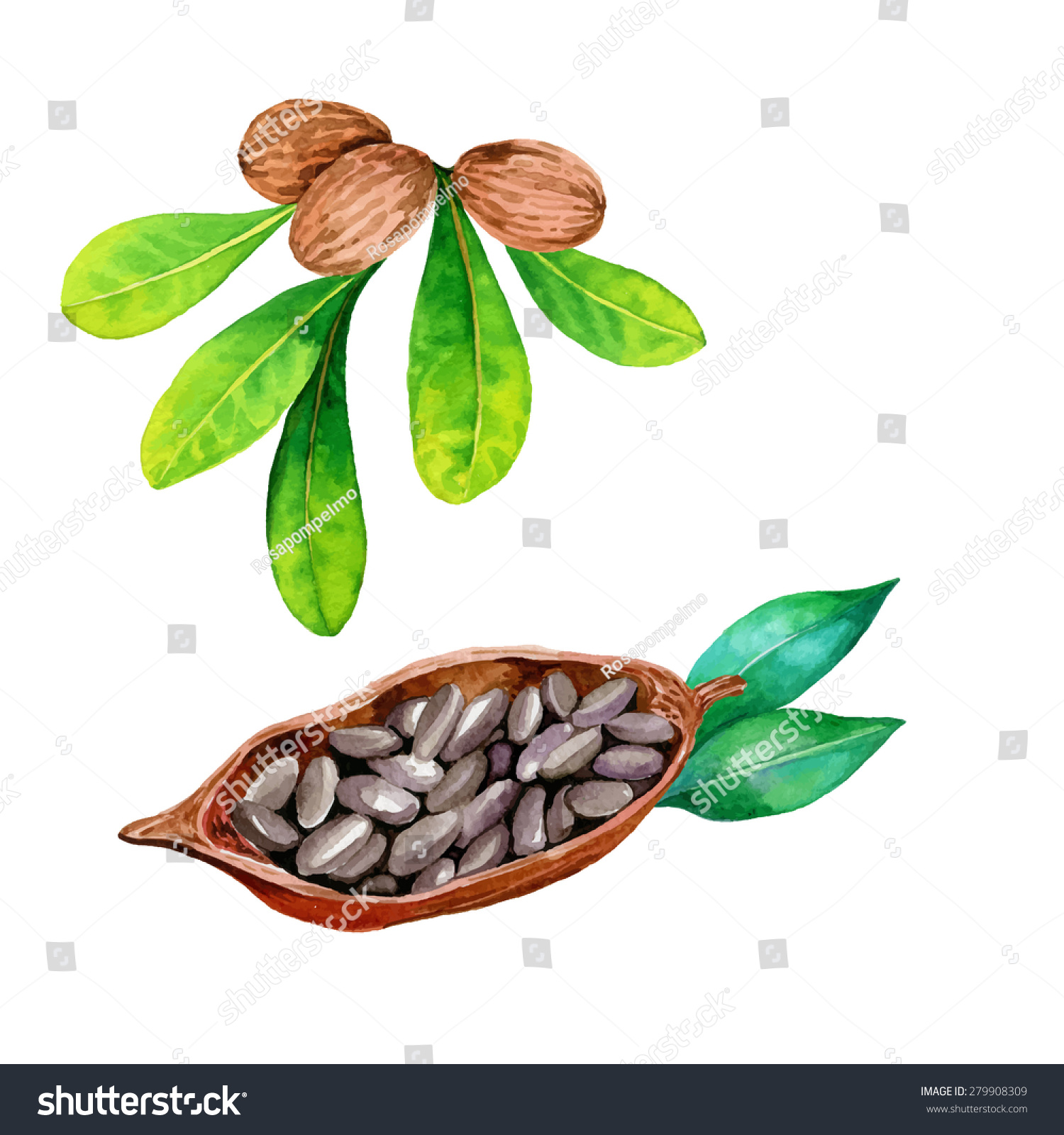 SVG of vector watercolor botanical  illustration of shea nuts and cocoa bean. detailed drawing of plants isolated on white.  svg
