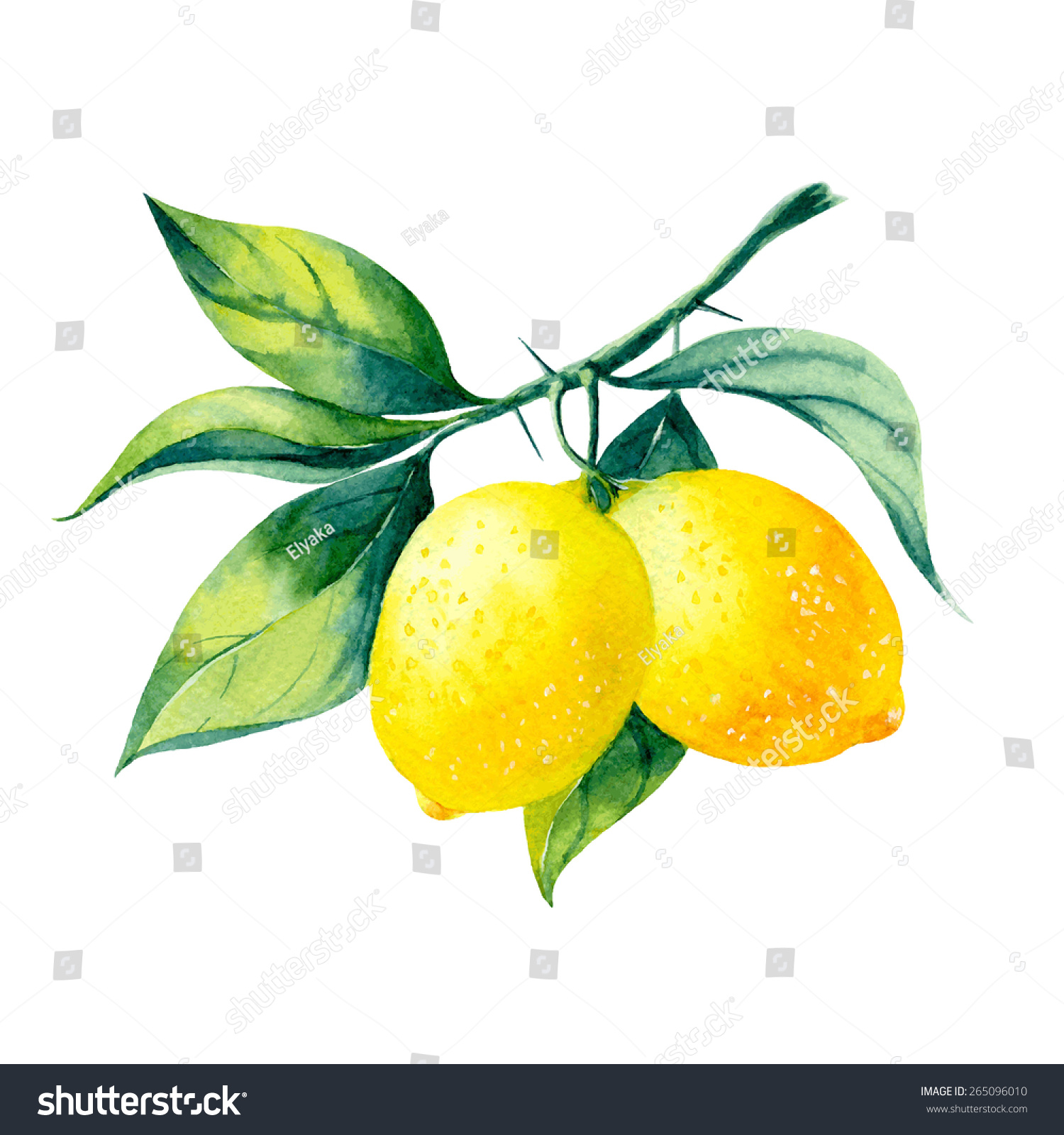 Vector Watercolor Fruit Lemon Branch On White Background - 265096010 ...