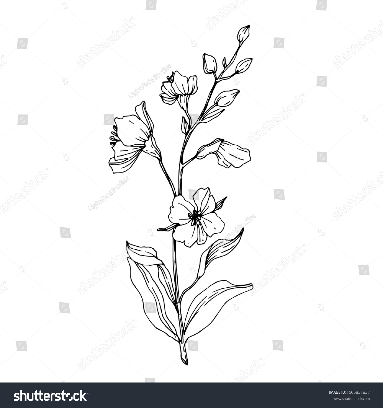 ベクター野草花の植物花 野春の葉やま草 白黒の刻印インキ 分離型フラワーイラストエレメント のベクター画像素材 ロイヤリティフリー