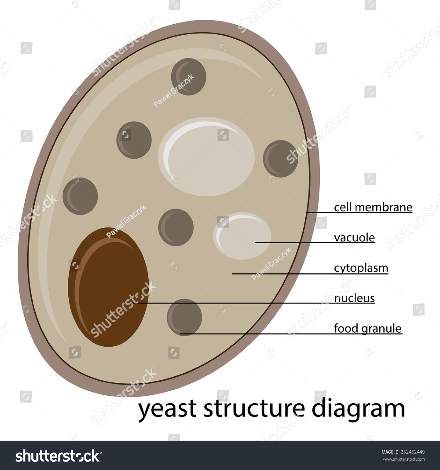 Yeast Labelled Diagram 