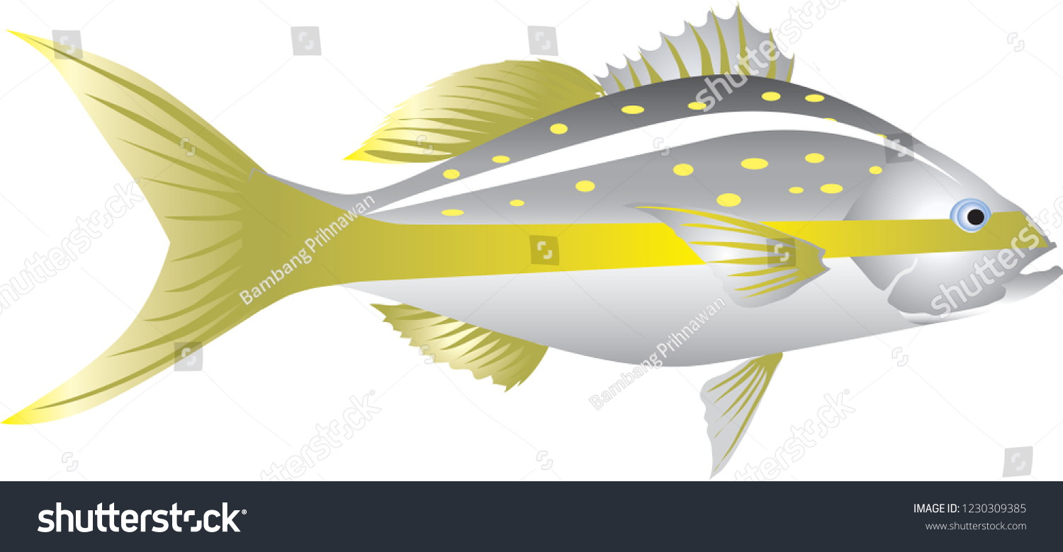 Vector Yellowtail Snapper Marine Fish Stock Vector (Royalty Free ...