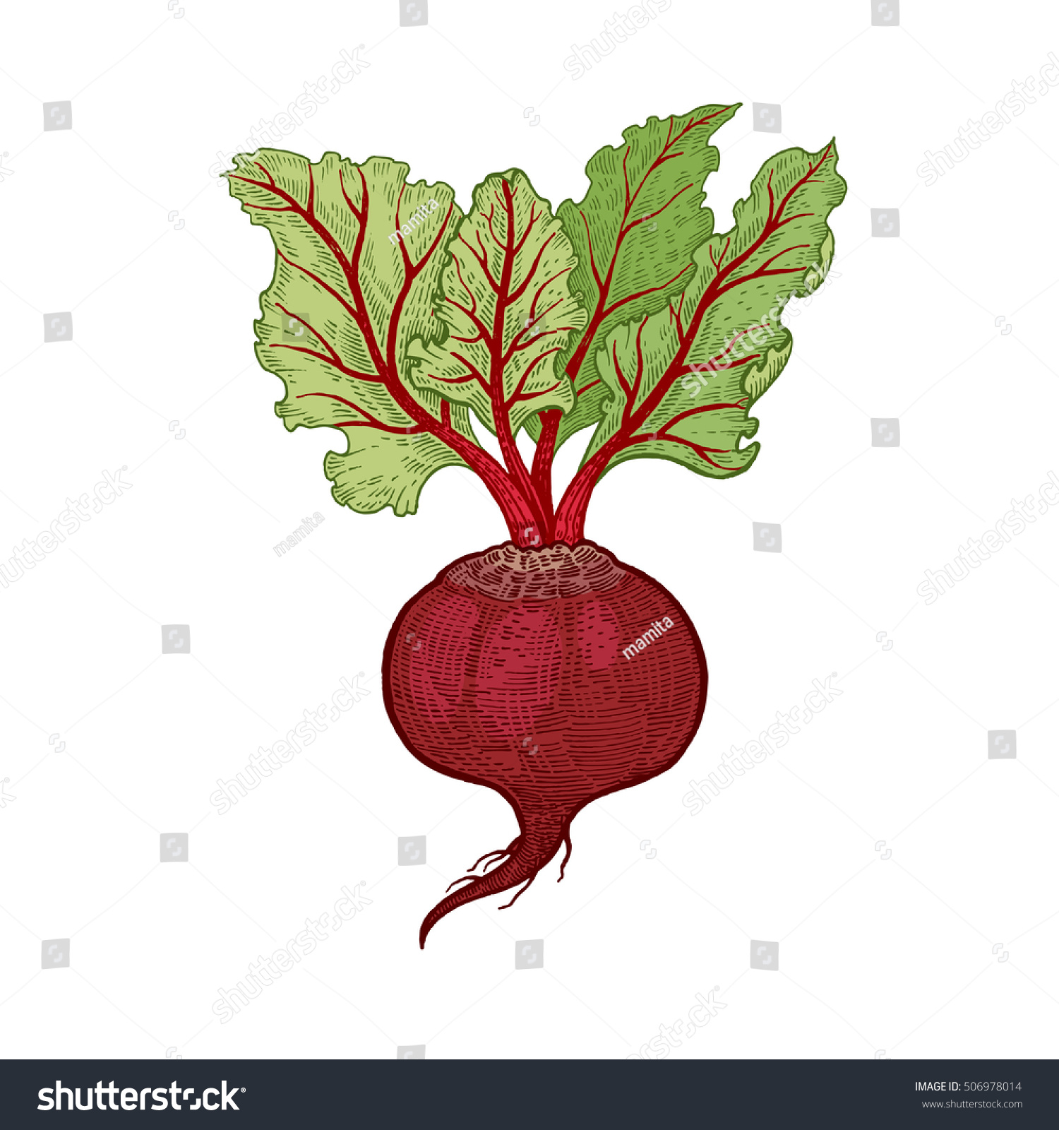Vegetables Beets Vector Illustration Hand Drawing Stock Vector ... for Drawing Beetroot
58lpg Vegetables Beets Vector Illustration Hand Drawing Stock Vector ... for Drawing Beetroot
58lpg