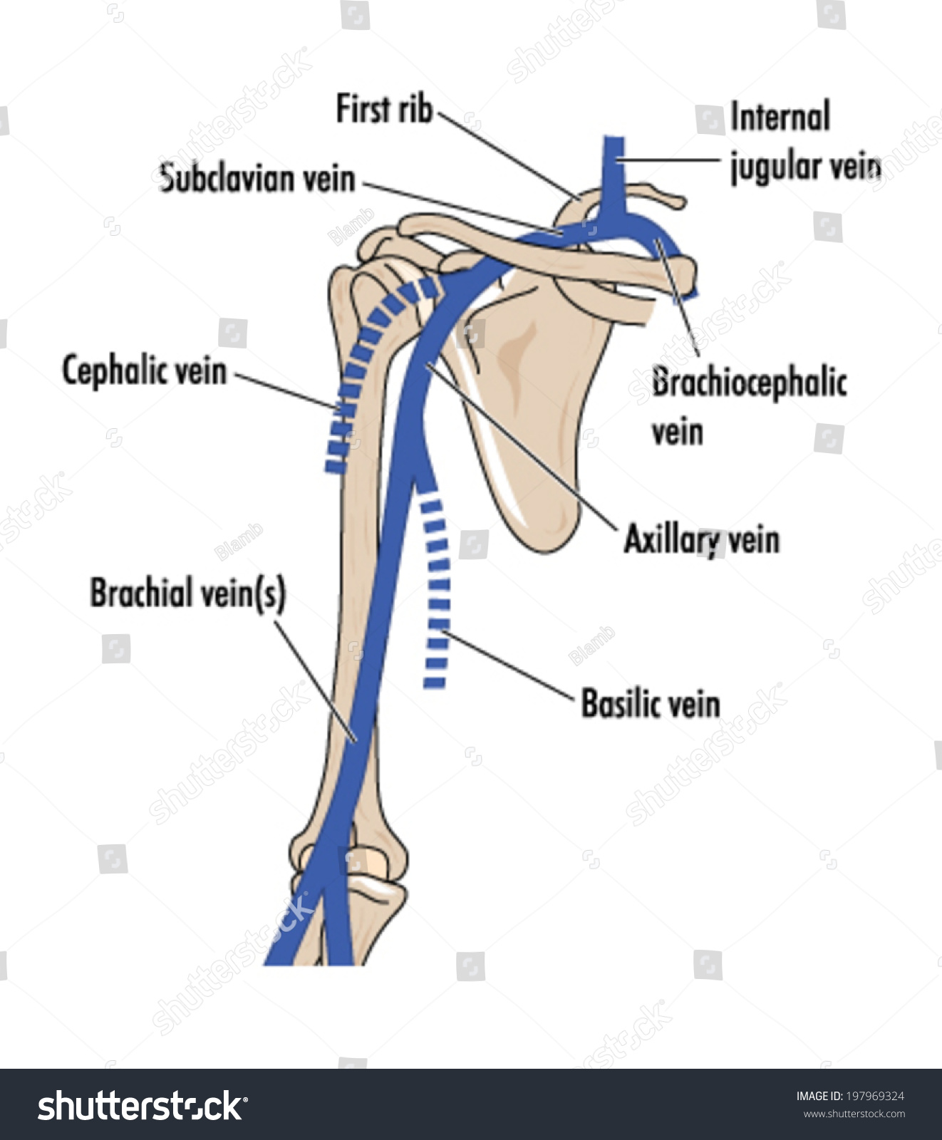 Veins Upper Arm Labelled Stock Vector 197969324 - Shutterstock