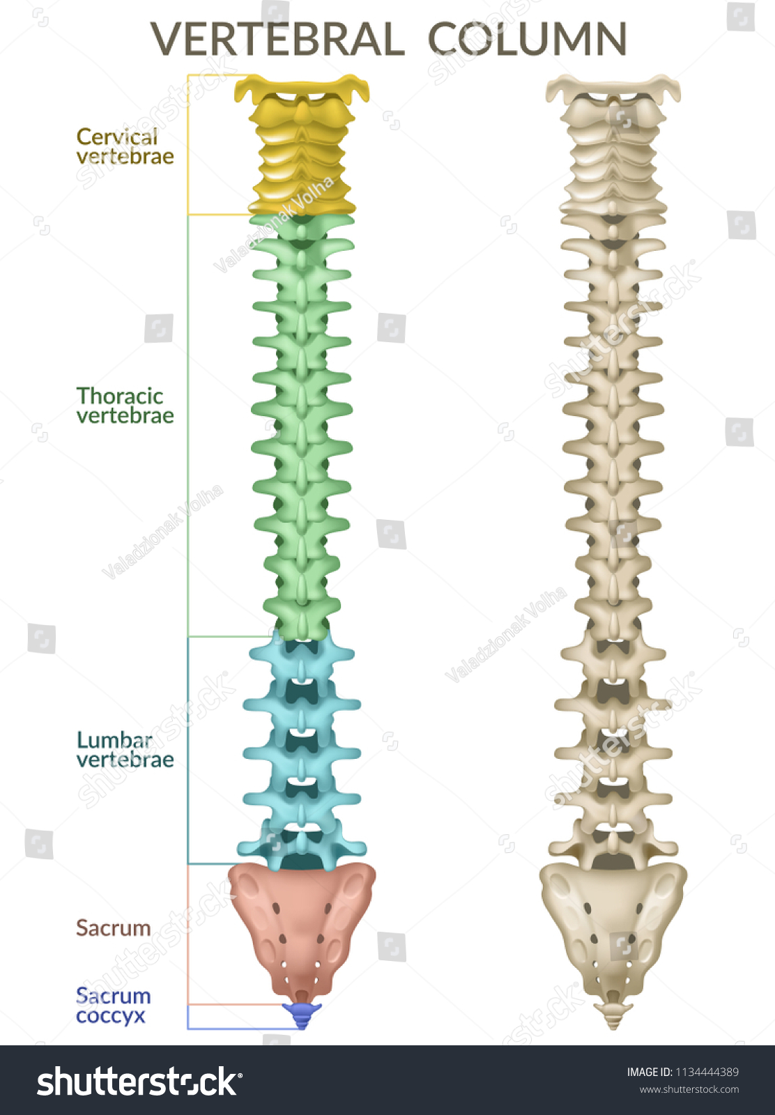 Vertebral Column Back View Human Skeleton Stock Vector (Royalty Free ...