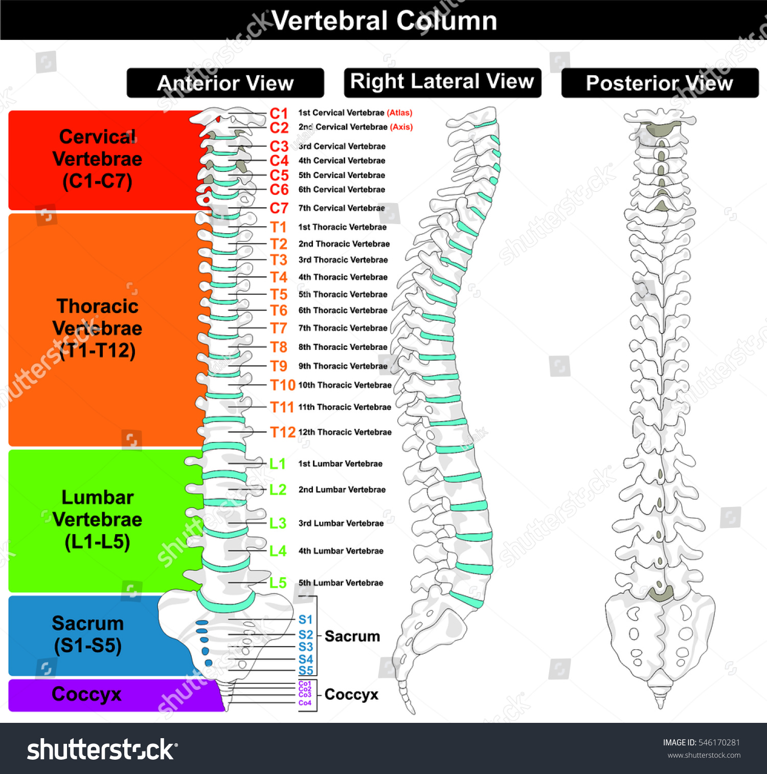 Vertebral Column Spine Structure Human Body Stock Vector (Royalty Free ...