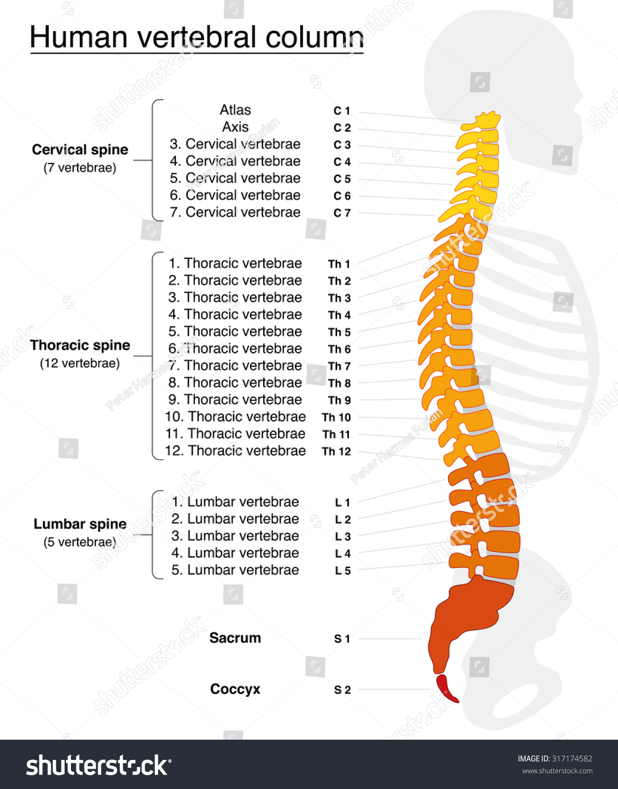 spine vertebrae numbers