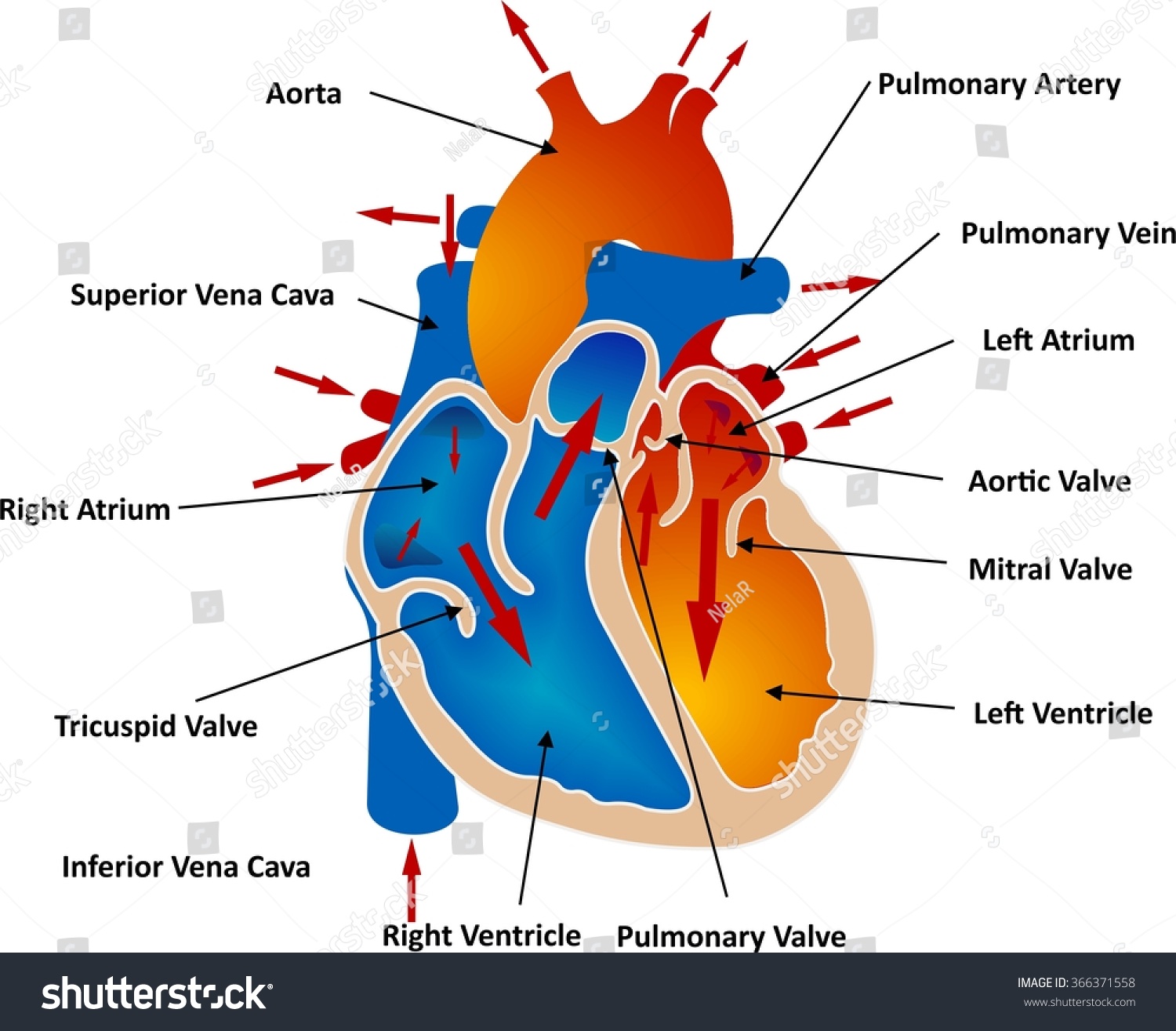 581 Vena cava Stock Vectors, Images & Vector Art | Shutterstock