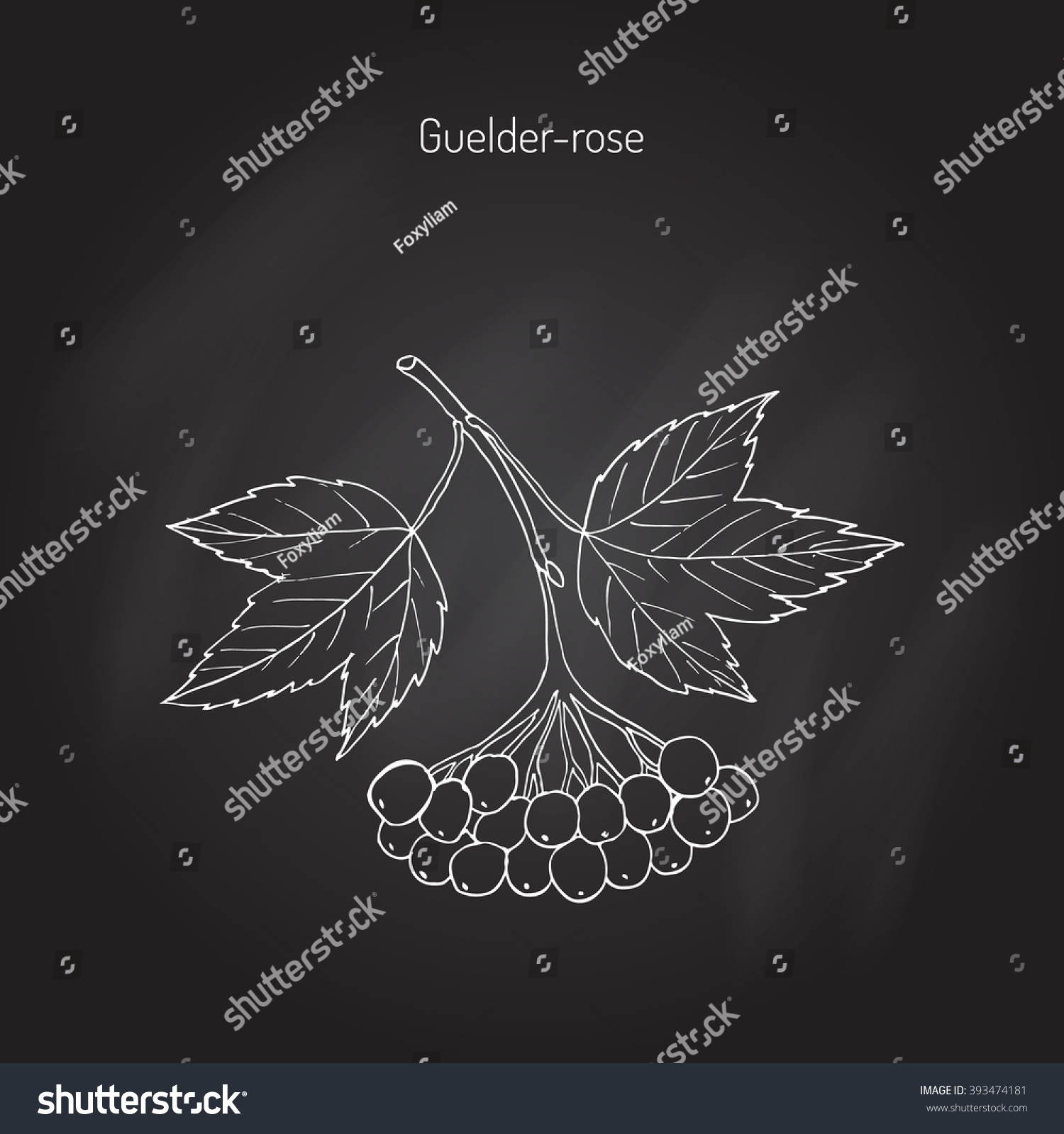 Viburnum Opulus Guelder Rose Hand Drawn Stock Vector (Royalty Free ...