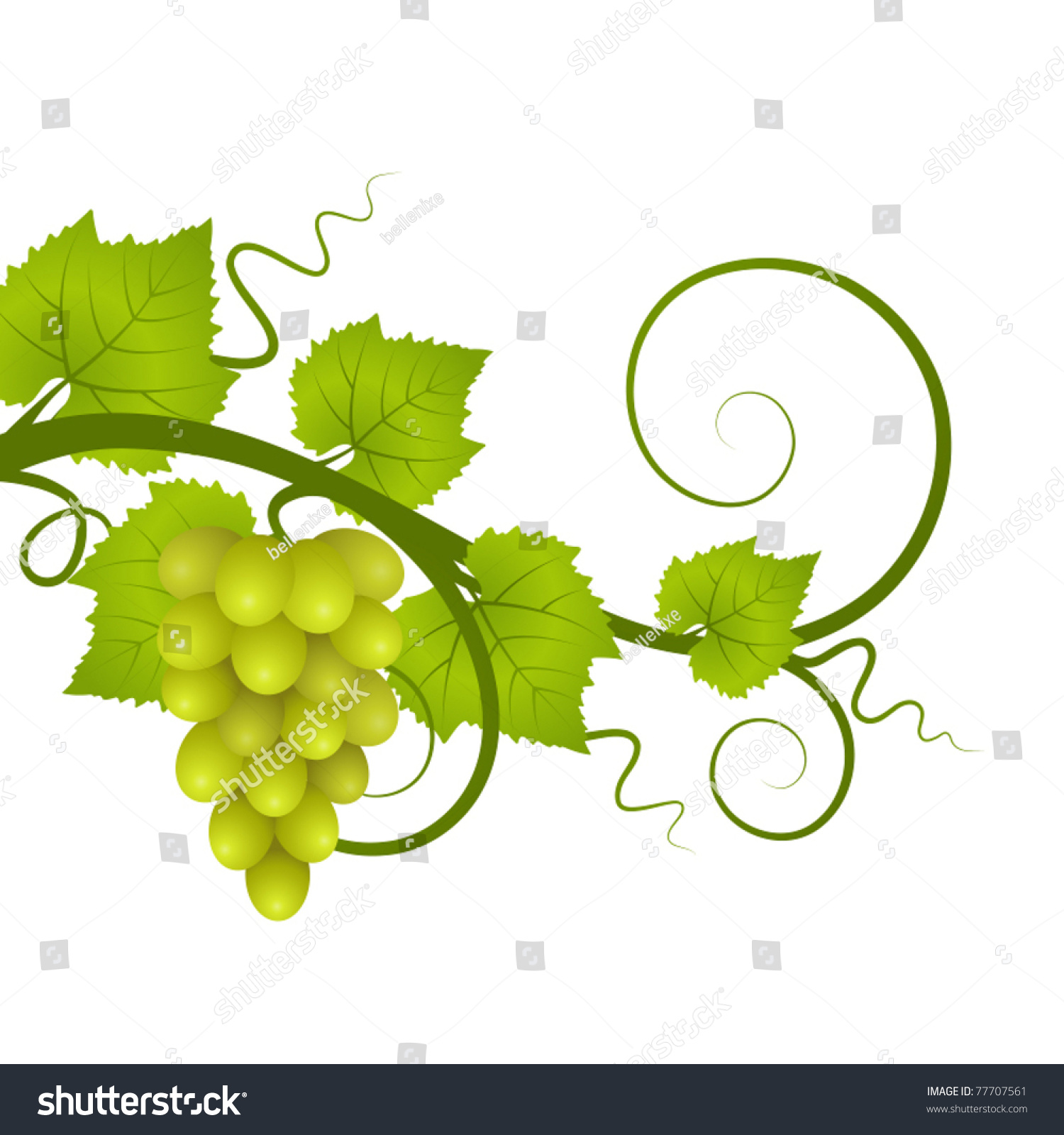 Vine. Vector Illustration. - 77707561 : Shutterstock