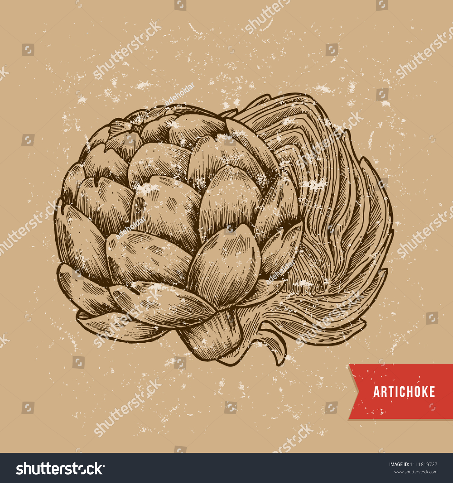 Vintage Artichoke Illustration Botanical Sketch Vector Stock Vector