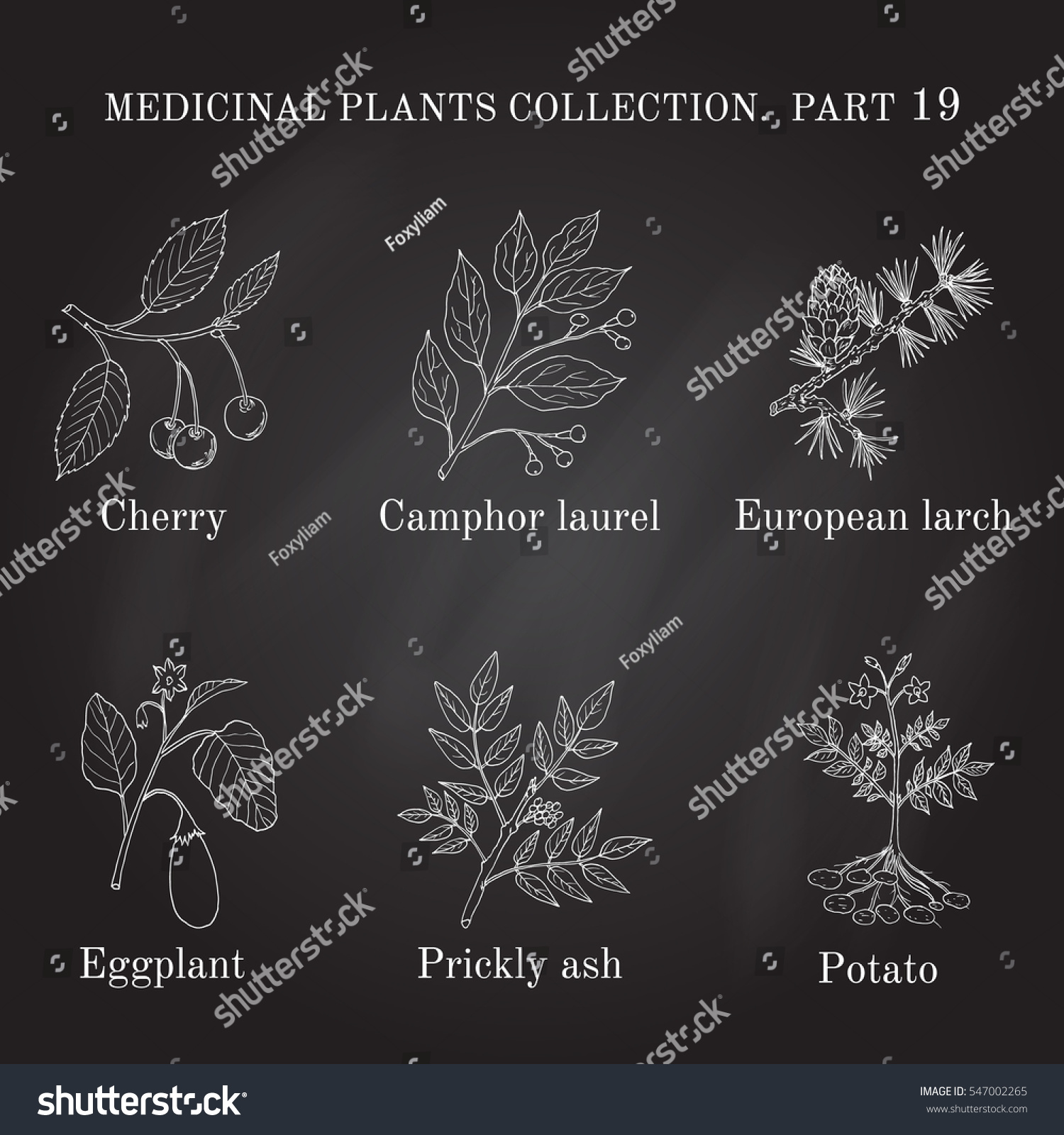 Vintage Collection Hand Drawn Medical Herbs Stock Vector Royalty Free 547002265 Shutterstock 4186