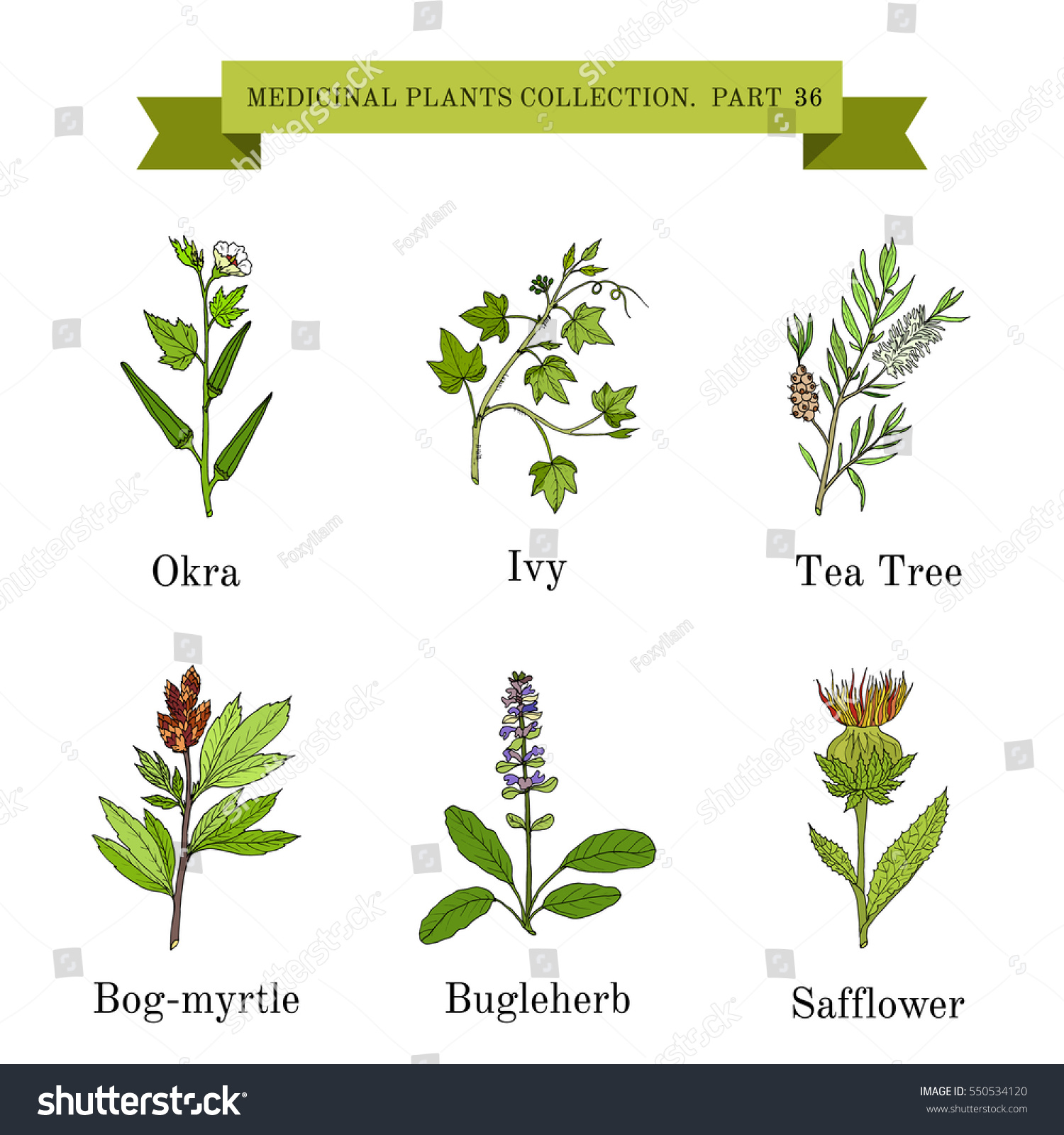 Vintage Collection Hand Drawn Medical Herbs Stock Vector Royalty Free 550534120 0705