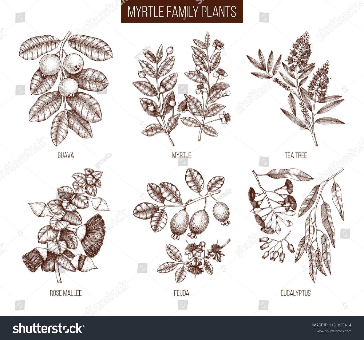 1,873 Guava leaf drawing Images, Stock Photos & Vectors | Shutterstock