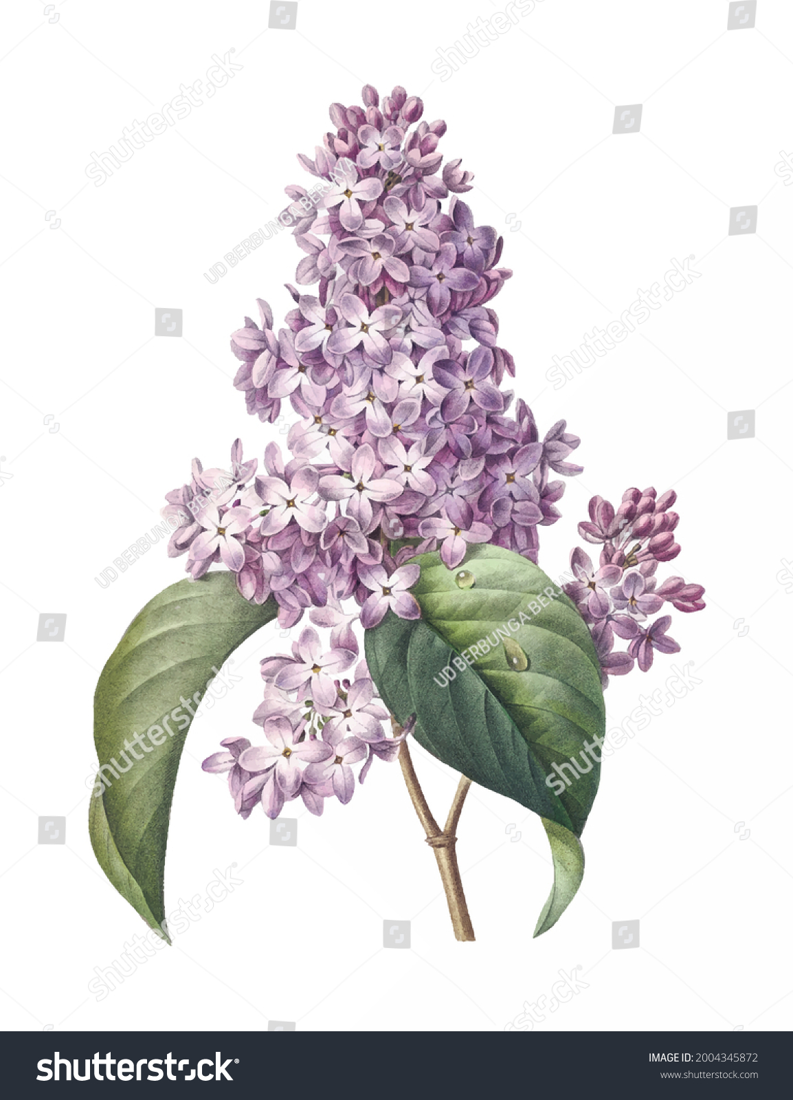 SVG of Vintage drawn illustration of Lilac free download shutterstock perfect for fabrics, t-shirts, mugs, decals, pillows, logo, pattern and much more! svg