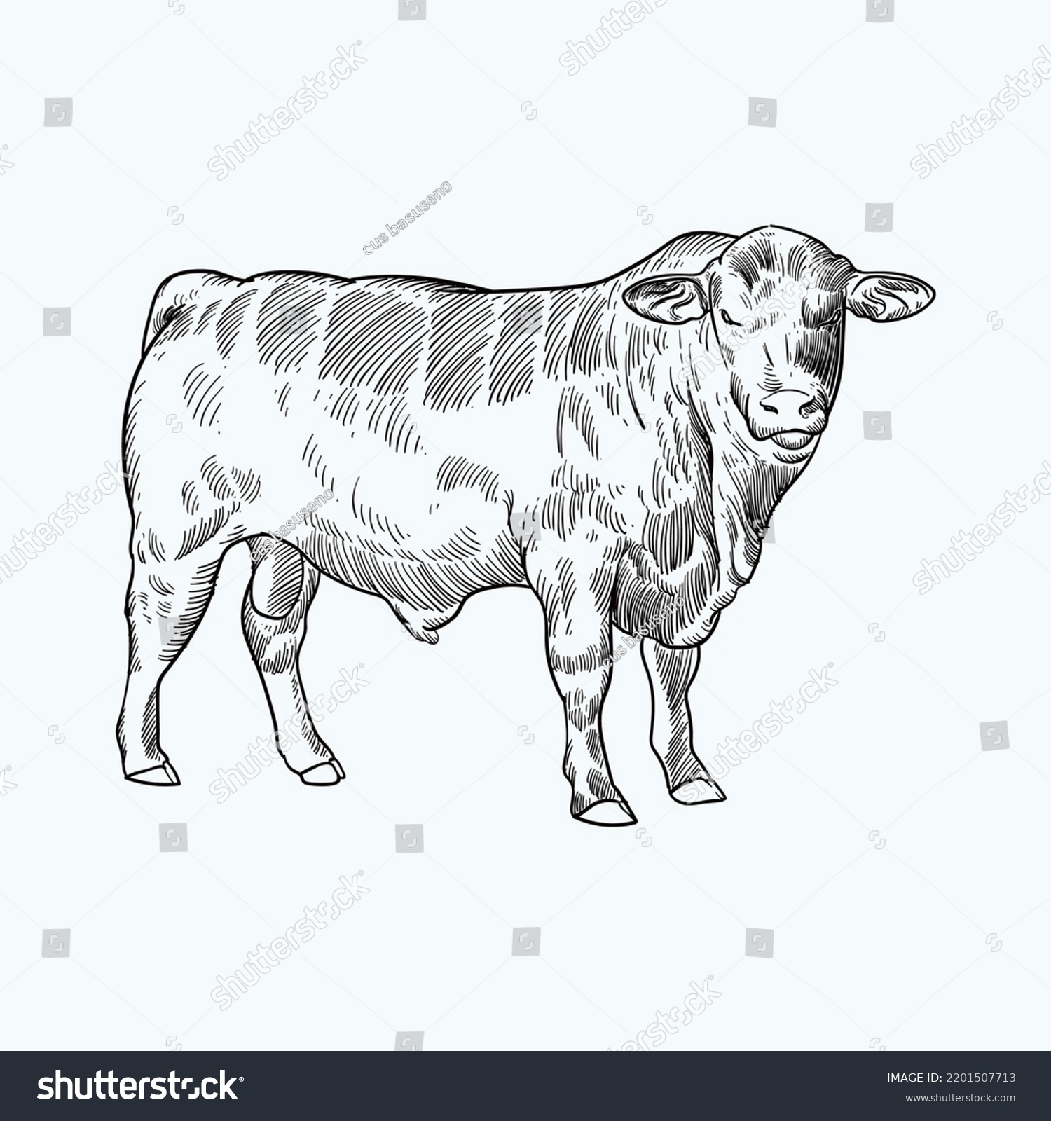 SVG of Vintage hand drawn sketch brangus brahman angus cattle svg