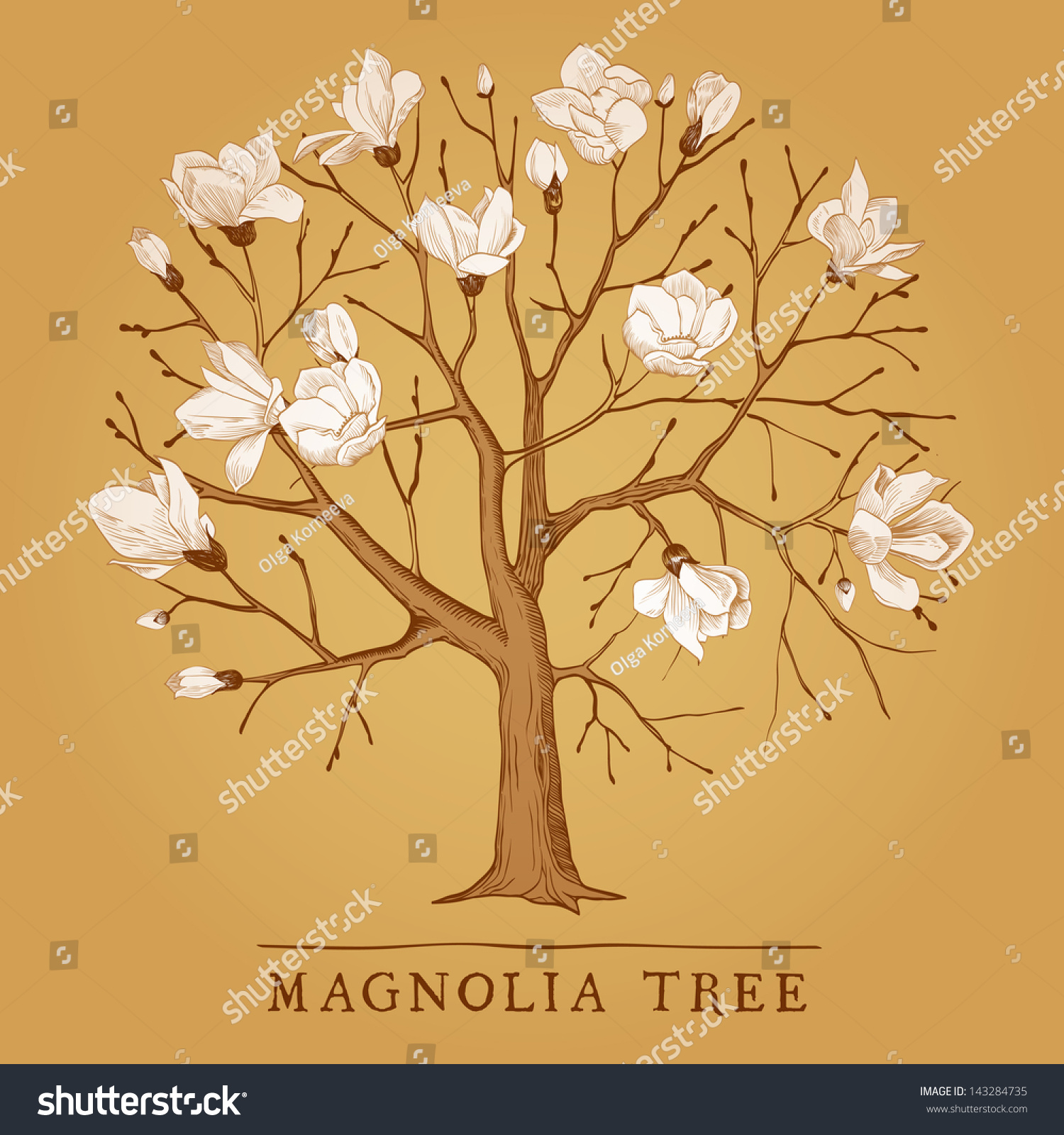 clipart of magnolia tree - photo #39