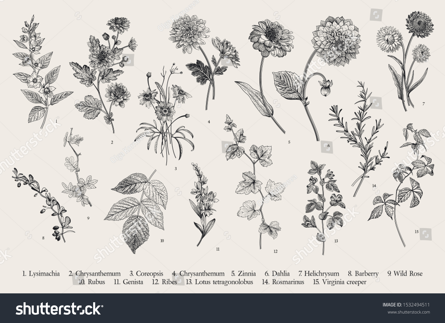 Vintage Vector Botanical Illustration Set Autumn Stock Vector (Royalty ...