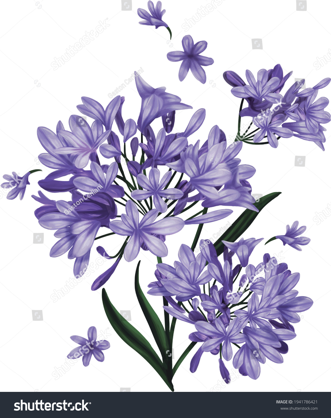 SVG of Violet Agapanthus flowers isolated in white background. Illustration artwork svg