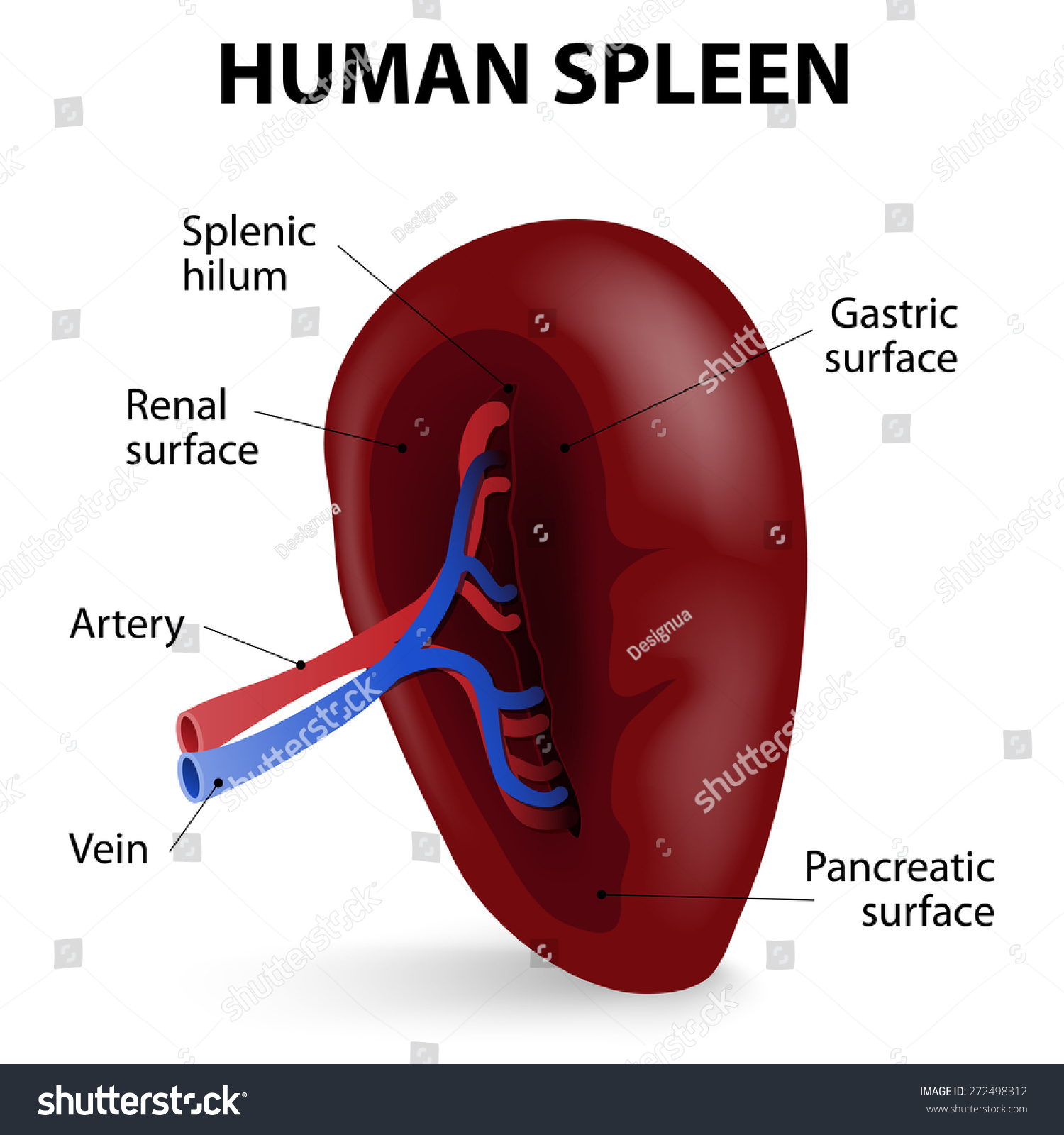 Visceral Surface Of The Spleen. The Spleen Synthesizes Antibodies Stock ...