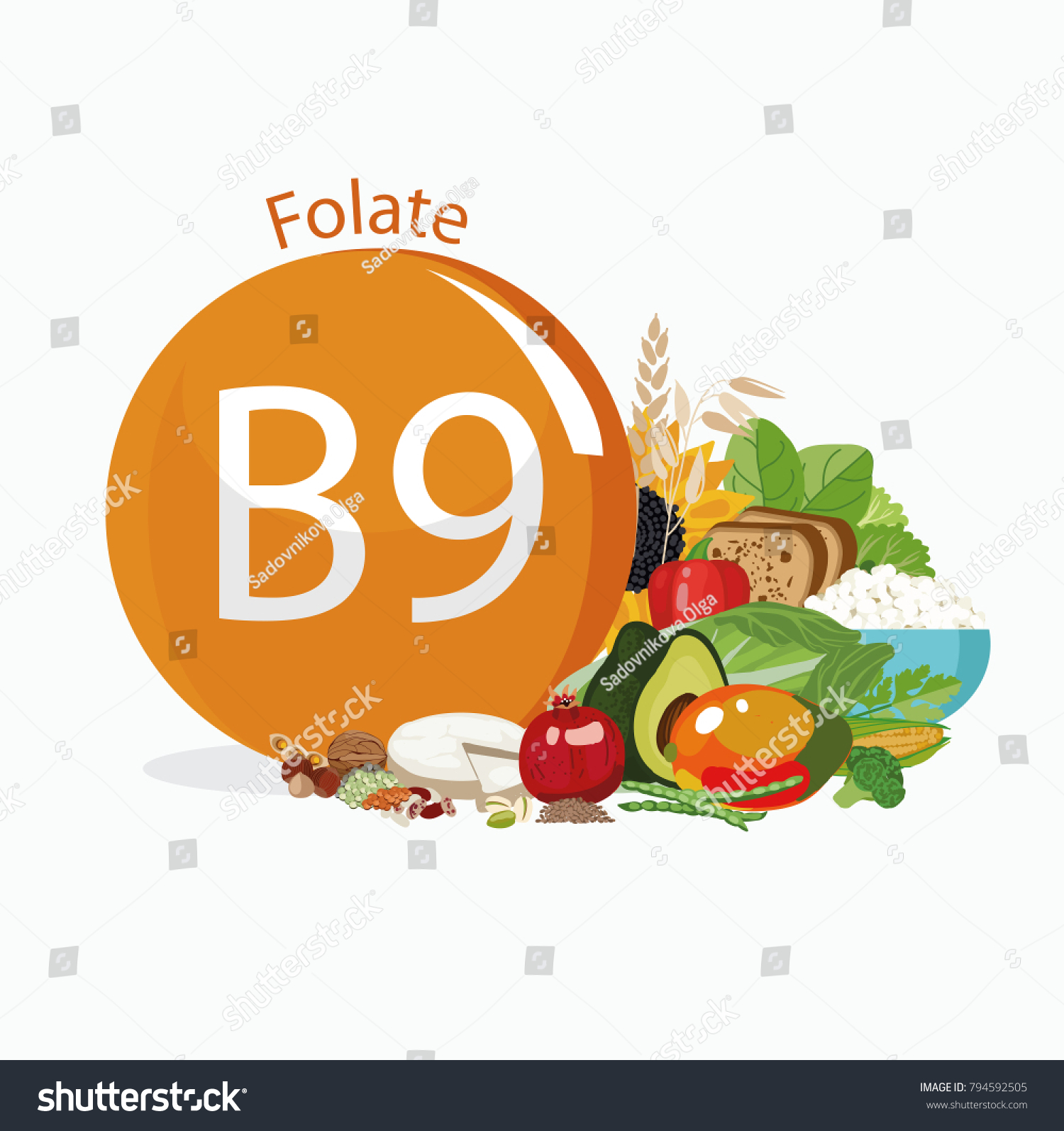 Vitamin B9 Folate Food Sources Natural Stock Vector (Royalty Free ...