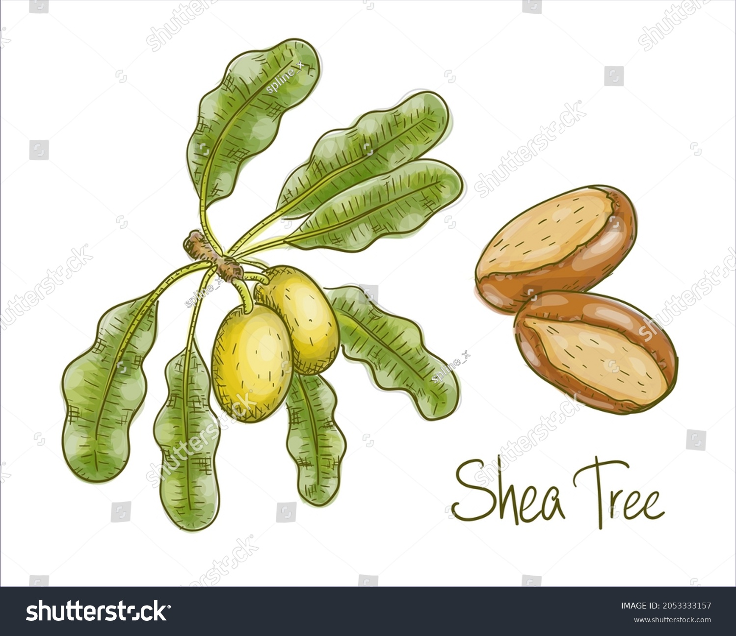 SVG of Vitellaria paradoxa or shea tree, shi tree. Vector illustration svg