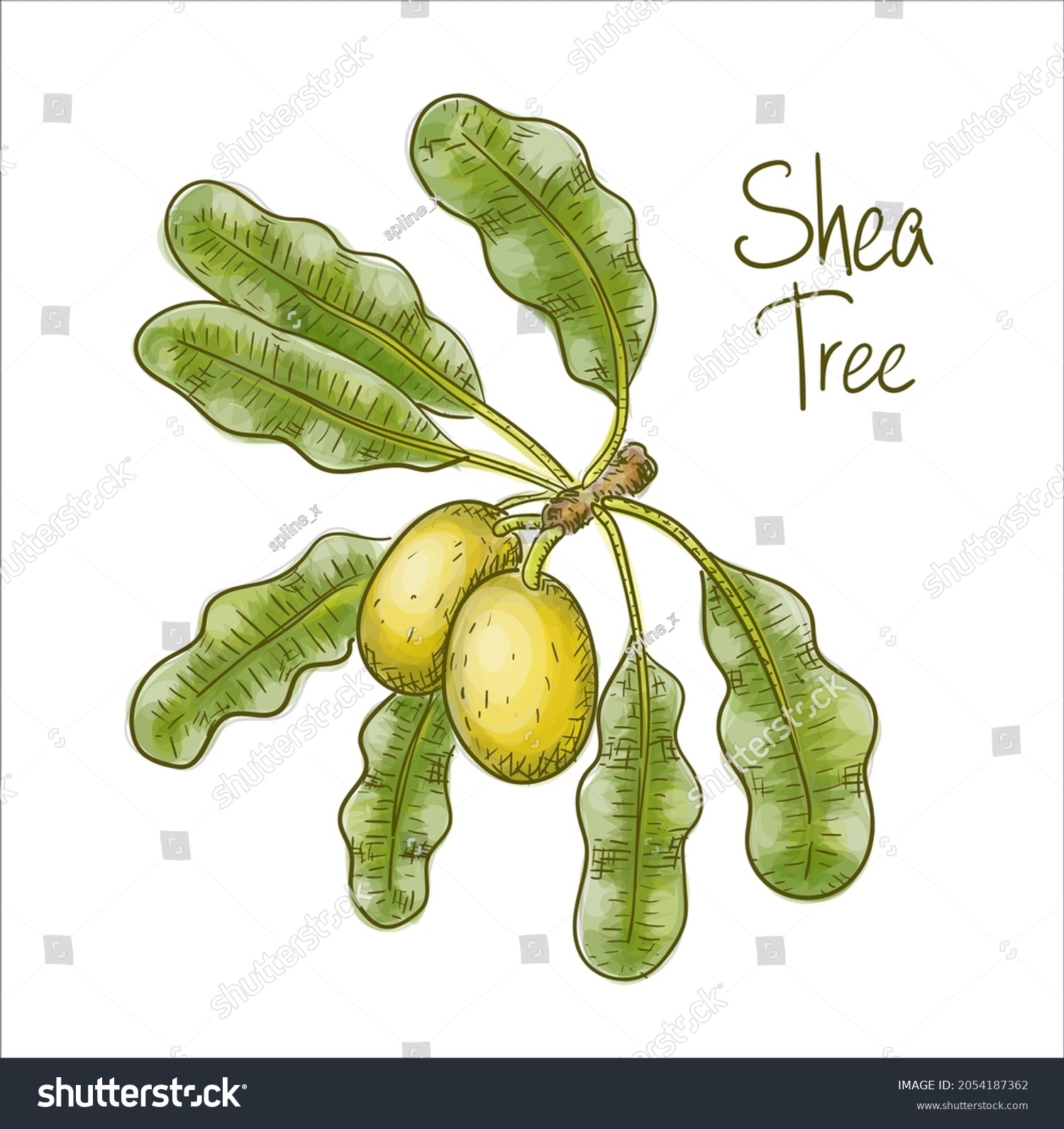 SVG of Vitellaria paradoxa, shea tree, shi tree. Vector illustration svg