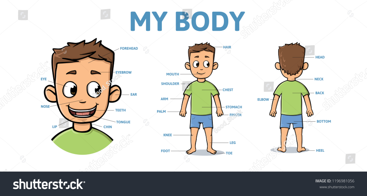 13,869 Hip body part Images, Stock Photos & Vectors | Shutterstock