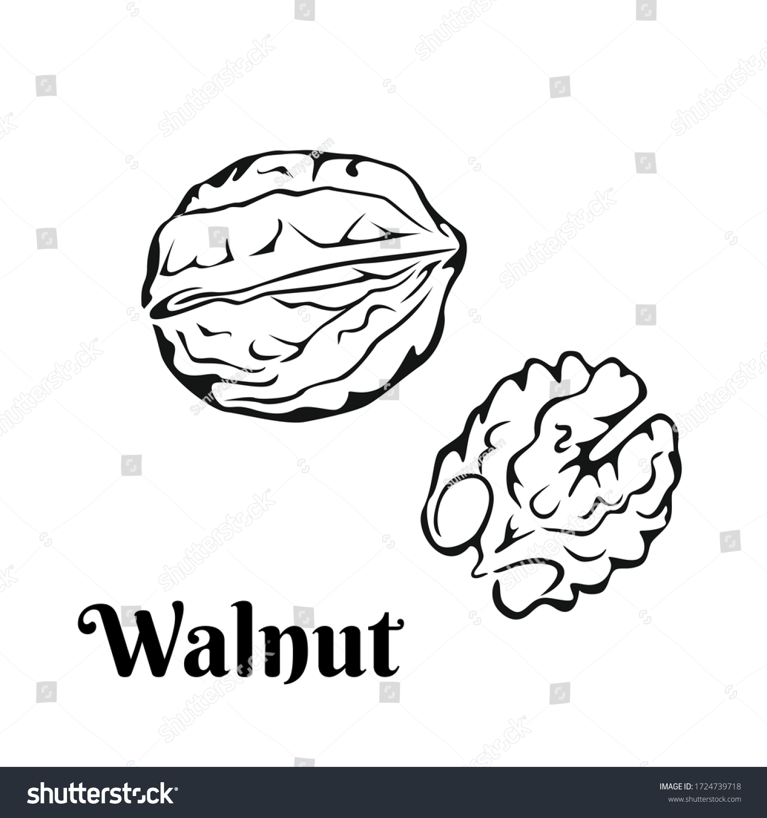 Walnut Black White Silhouette Outline Vector Stock Vector (Royalty Free ...