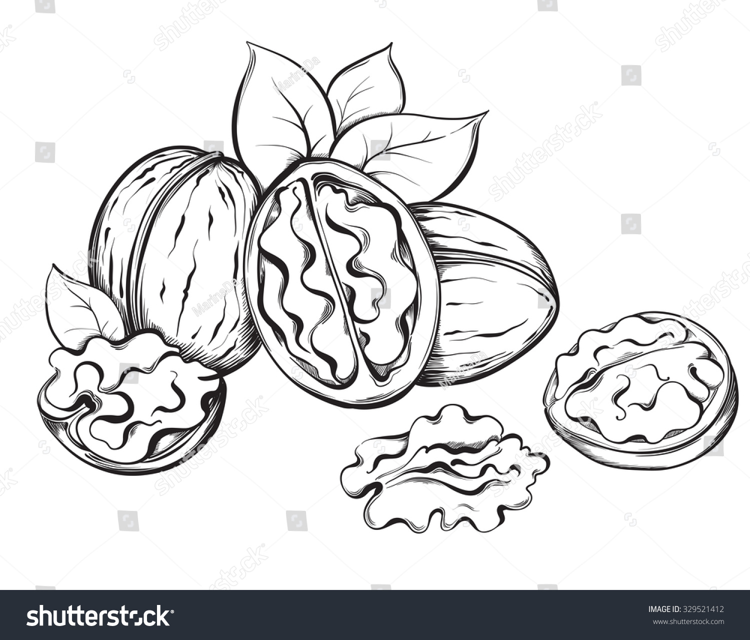 Walnut Hand Drawn Sketches Vector Illustration Stock Vector (royalty 