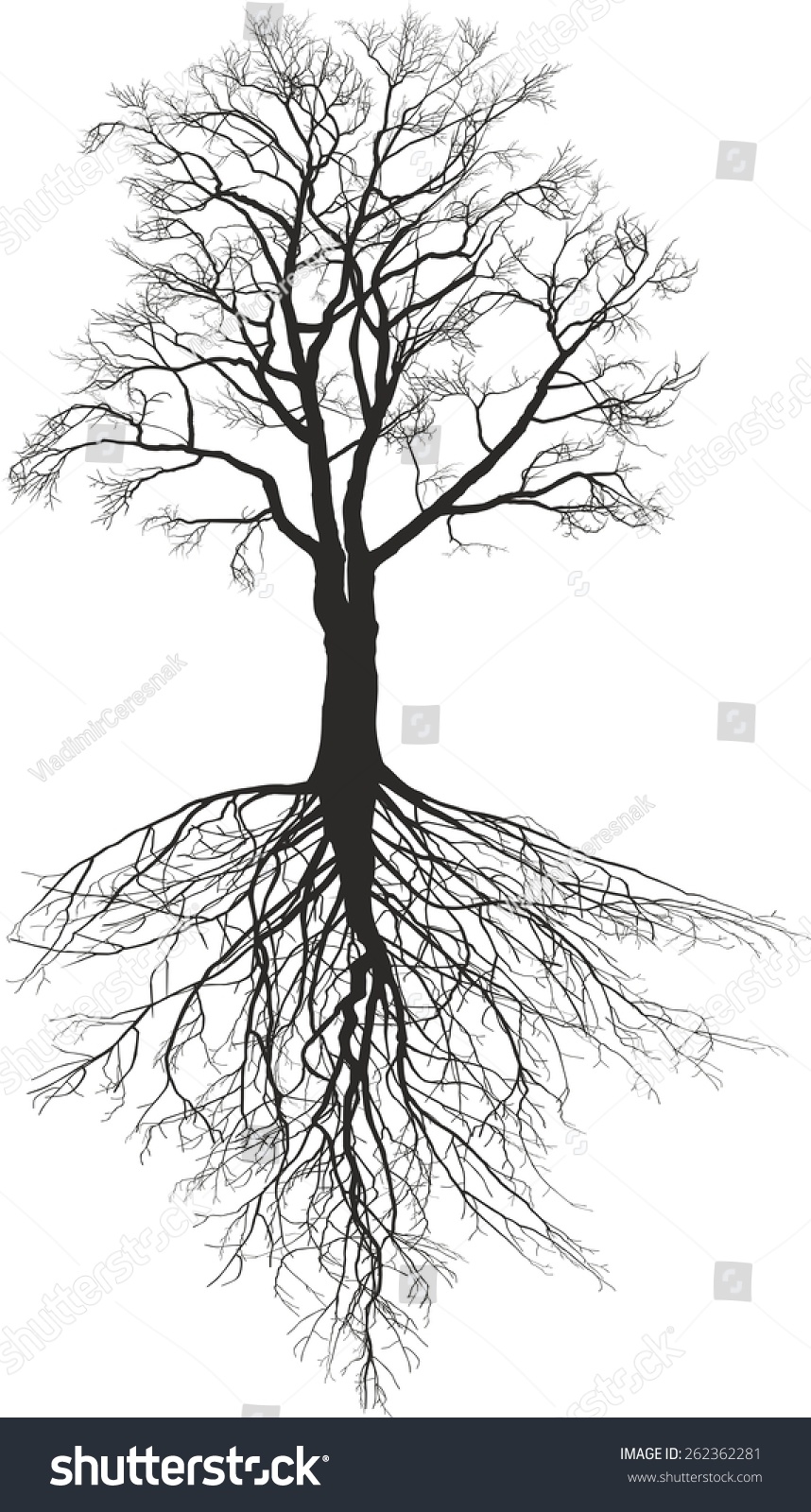 671 Tree roots walnut Images, Stock Photos & Vectors | Shutterstock