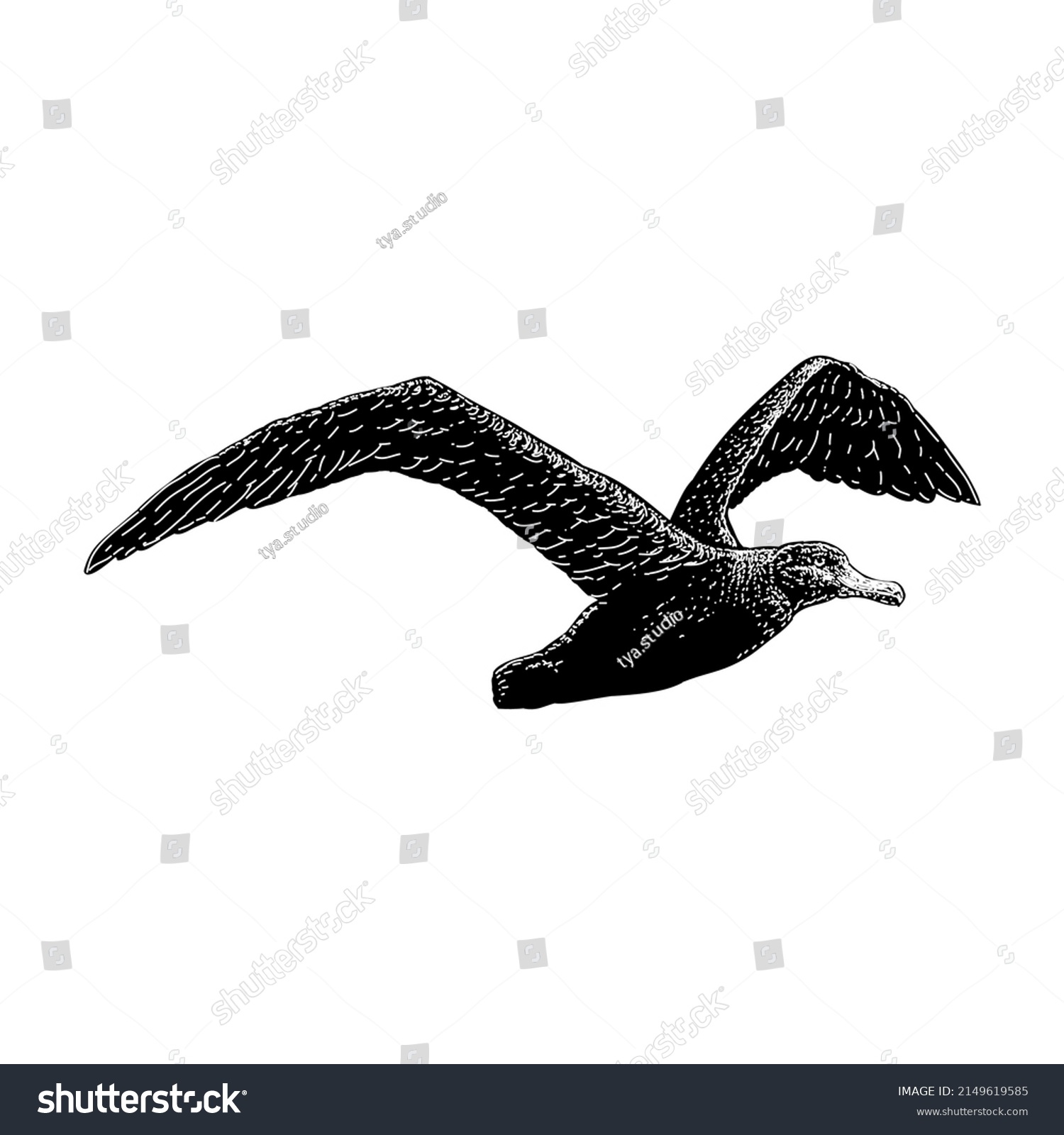 Wandering Albatross Hand Drawing Vector Illustration Stock Vector Royalty Free 2149619585 