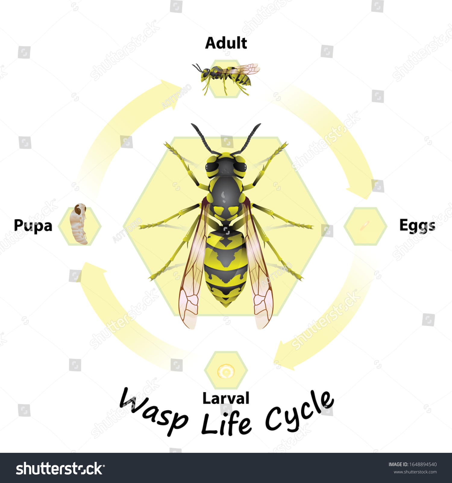 Wasp Life Cycle Vector Agricultureeducationsciencegraphic Designartwork ...