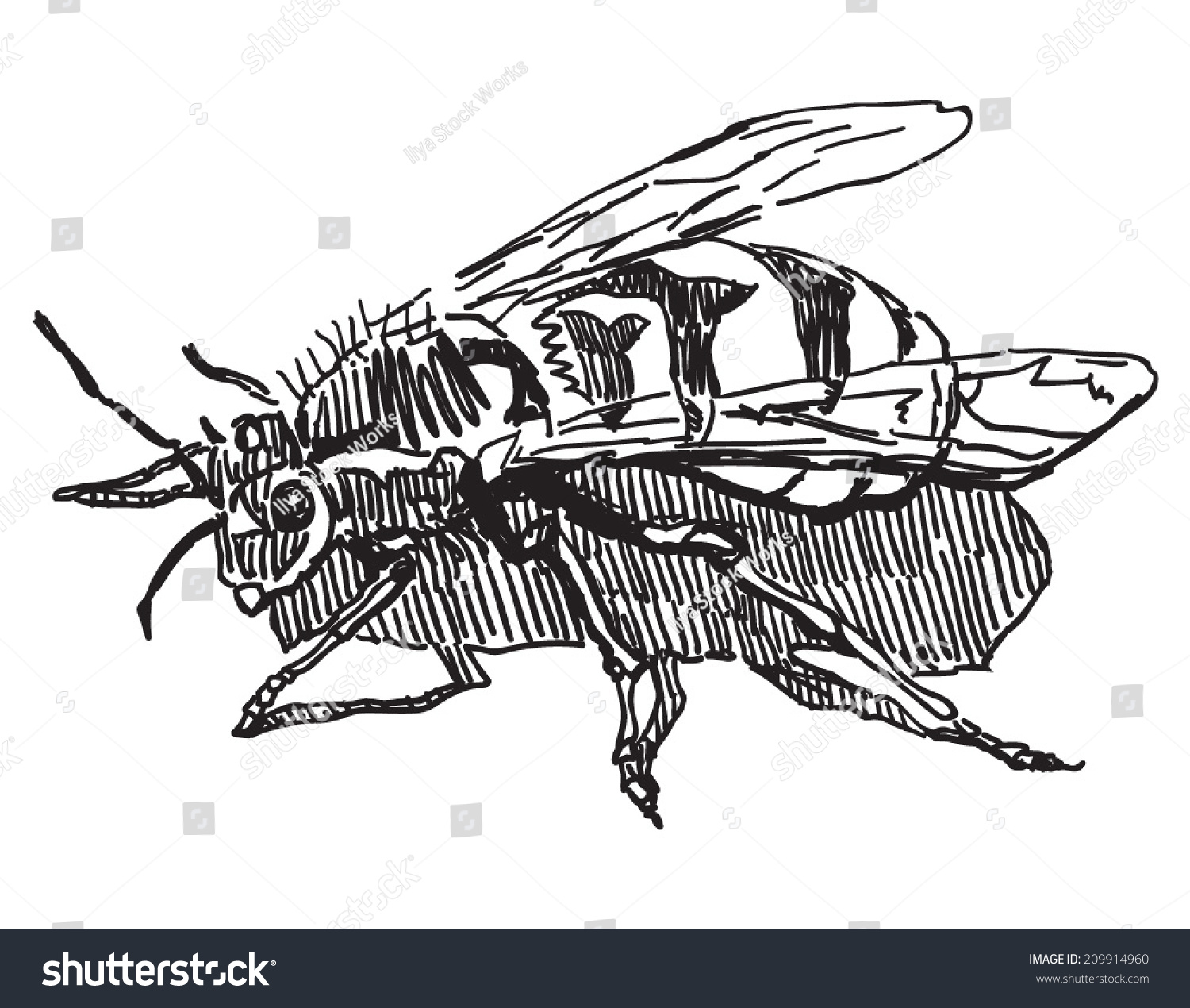 Wasp Vector Drawing Isolated On White Stock Vector (Royalty Free) 209914960