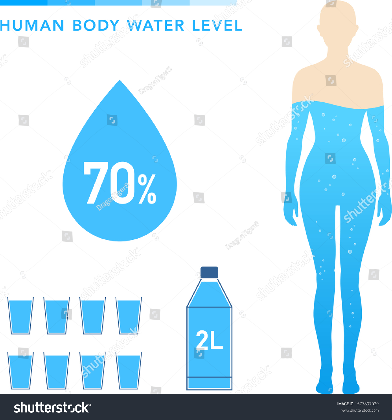 Water Percentage Female Body Illustration Chart Stock Vector Royalty Free 1577897029