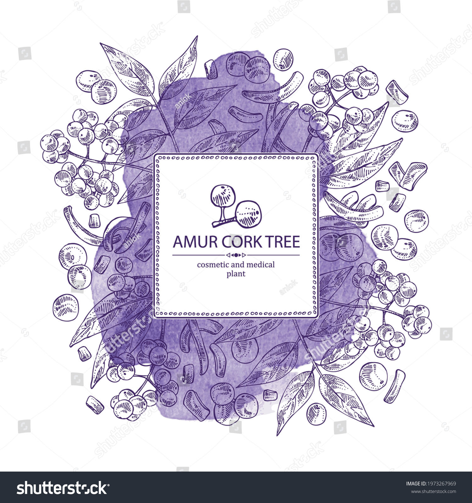SVG of Watercolor background with amur cork tree: amur cork berries, plant and amur cork tree bark. Phellodendron amurense. Cosmetic and medical plant. Vector hand drawn illustration svg