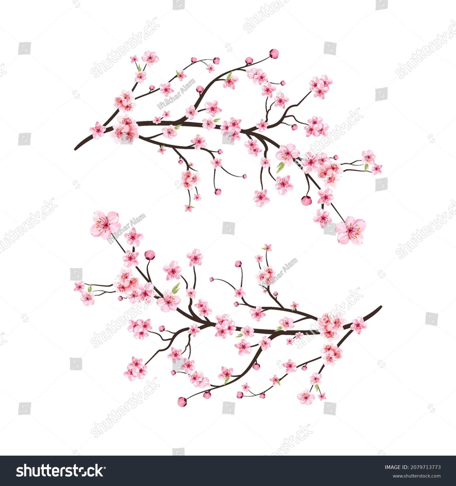 Watercolor Cherry Blossom Vector Pink Sakura Stock Vector Royalty Free