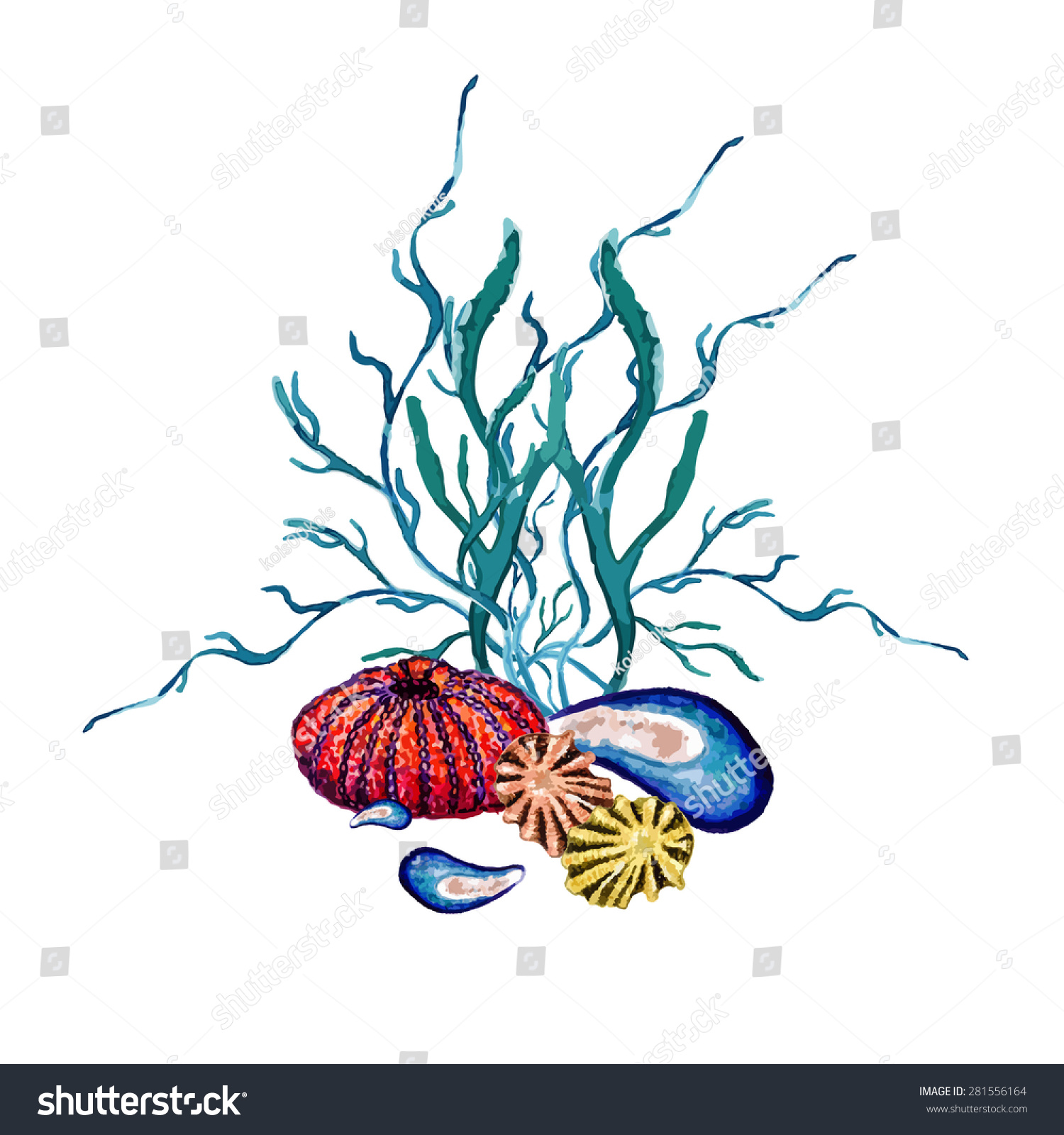 Watercolor Coral Sea Urchin Shell Vector Stock Vector 281556164 ...