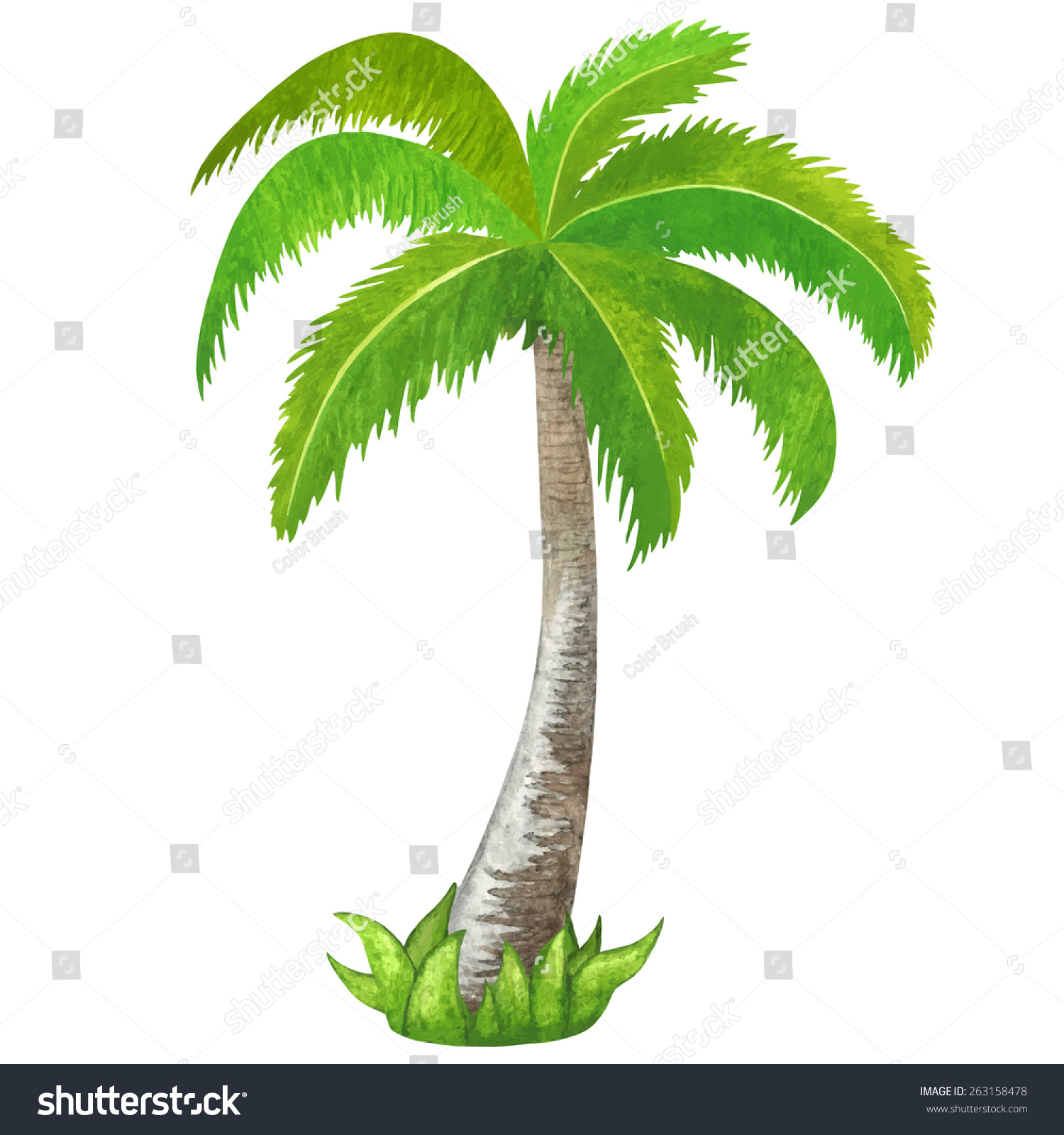 Watercolor Green Coconut Palm Tree Closeup Isolated On White Background ...