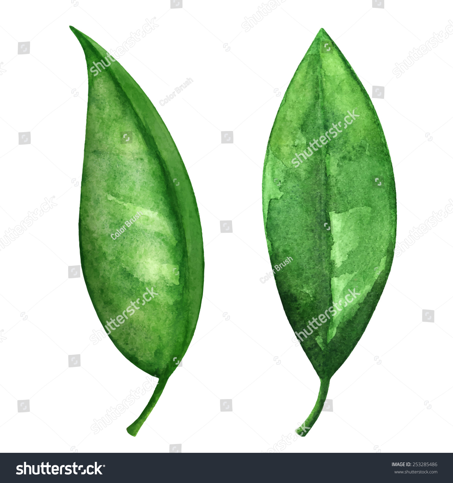 SVG of Watercolor green tea leaves set closeup isolated on white background  svg