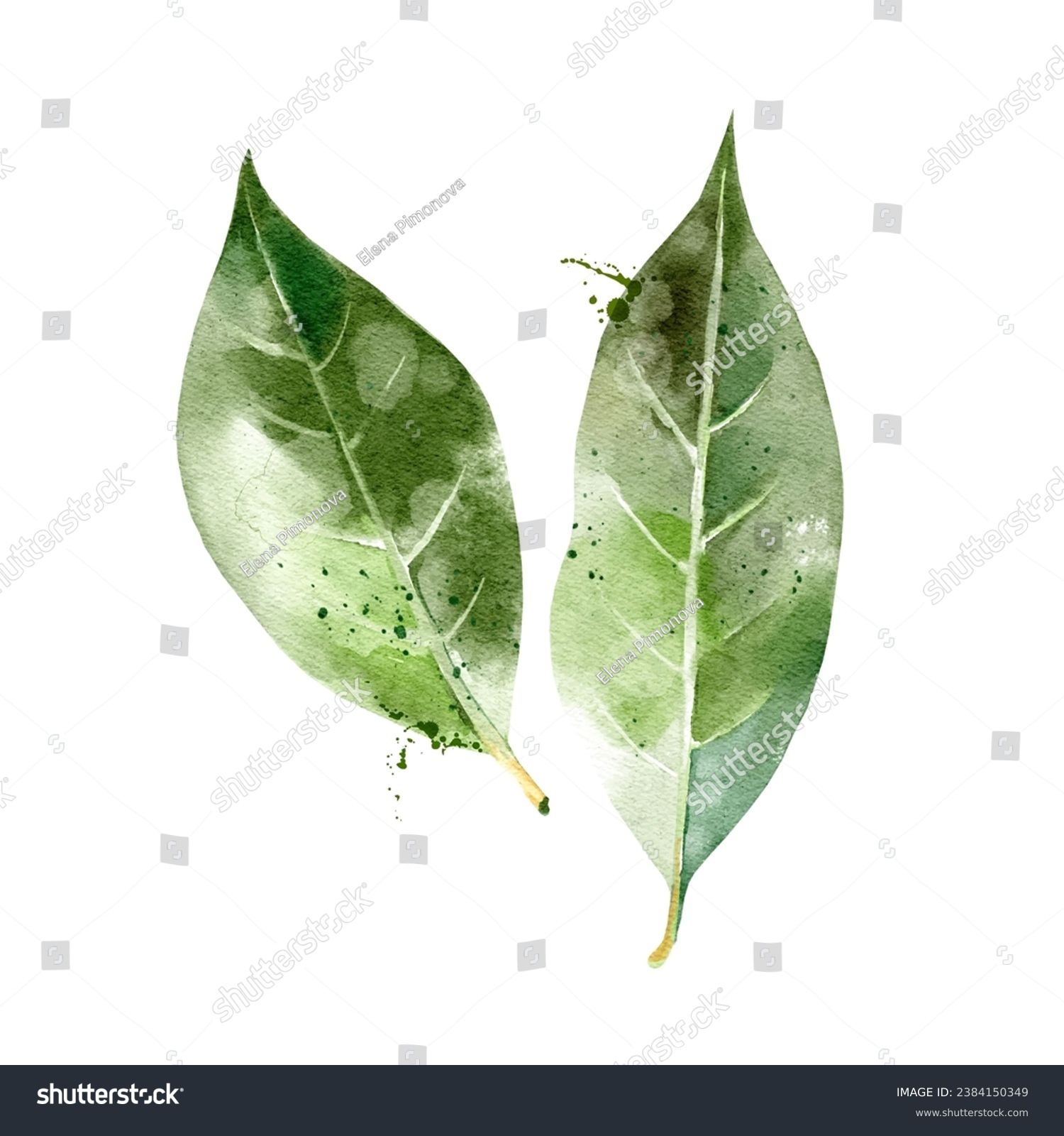 SVG of Watercolor hand drawn sketch ingredient bay leaves. Painted vector isolated illustration on white background for packaging design svg