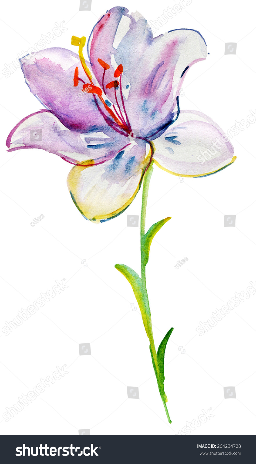 Watercolor Painted Lily Flower Vector Illustration Stock Vector ...