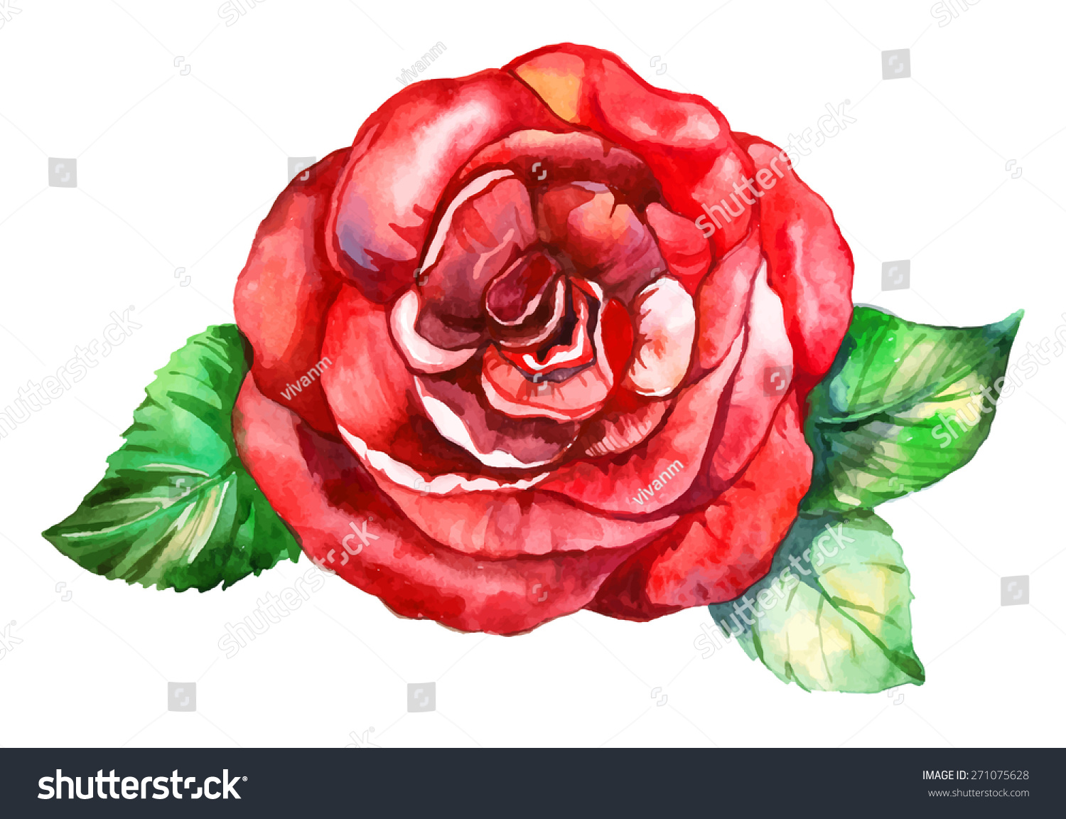 Watercolor Red Rose Stock Vector (Royalty Free) 271075628 | Shutterstock
