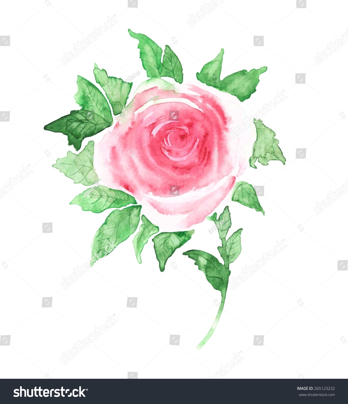 watercolor rose trace
